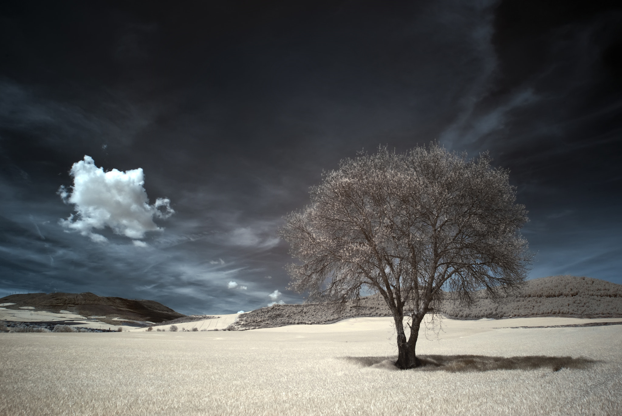 Pentax K10D sample photo. Tree photography