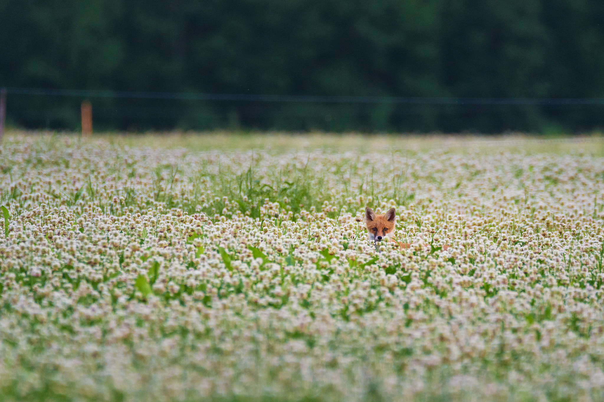 Sigma 150-600mm F5-6.3 DG OS HSM | C sample photo. Fox puppy in cloverfield photography