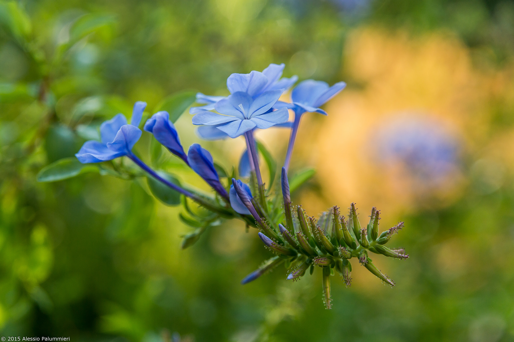 Sigma 17-70mm F2.8-4.5 DC Macro Asp. IF sample photo. Colours photography