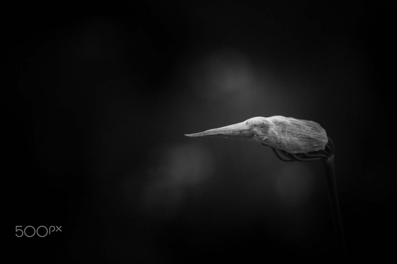Sony a99 II + Sony 100mm F2.8 Macro sample photo. Subtle and profound photography