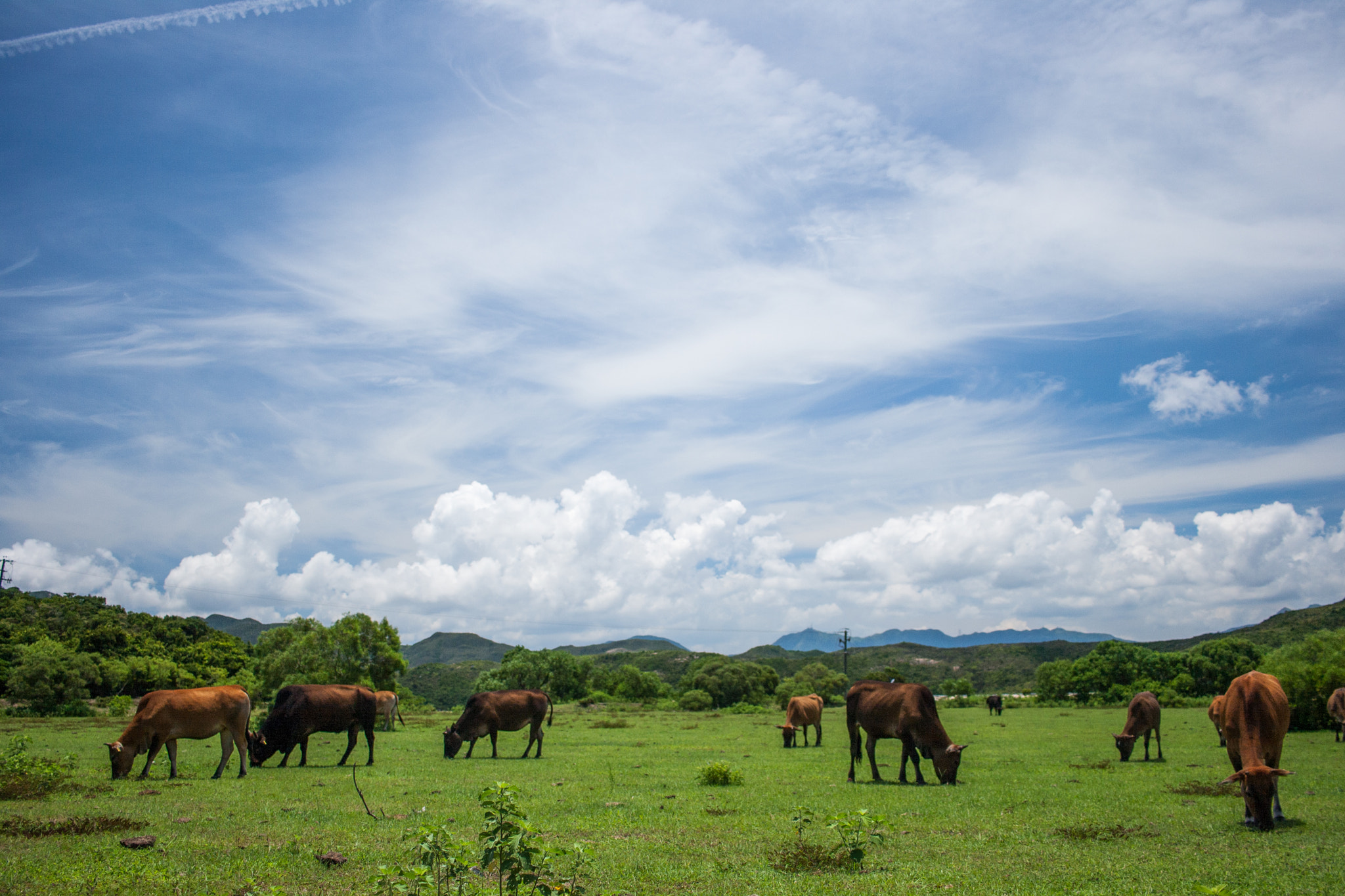 Canon EF-S 24mm F2.8 STM sample photo. High island reservoir_cows photography