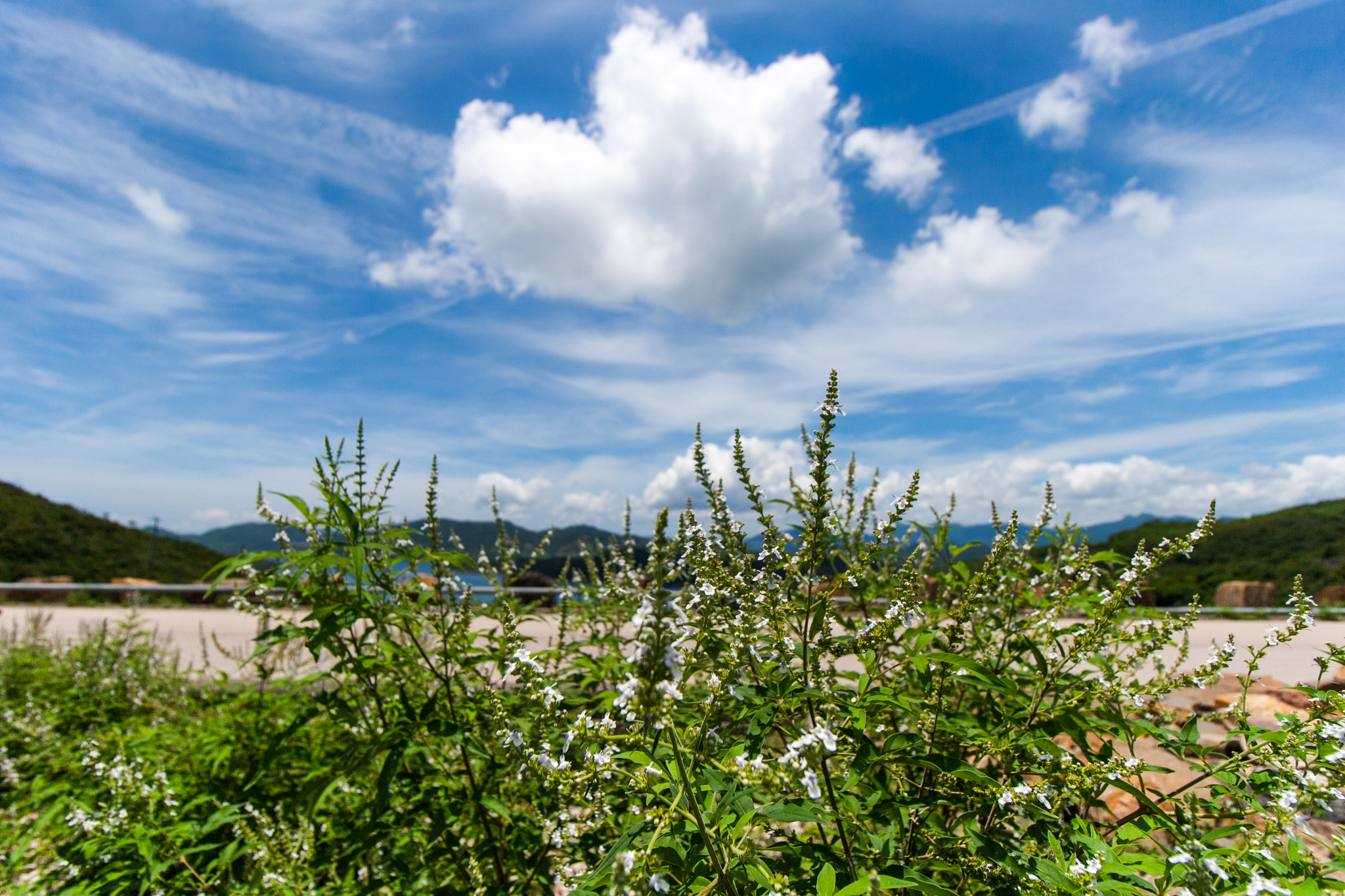 Canon EF-S 10-18mm F4.5–5.6 IS STM sample photo. High island reservoir_flower photography
