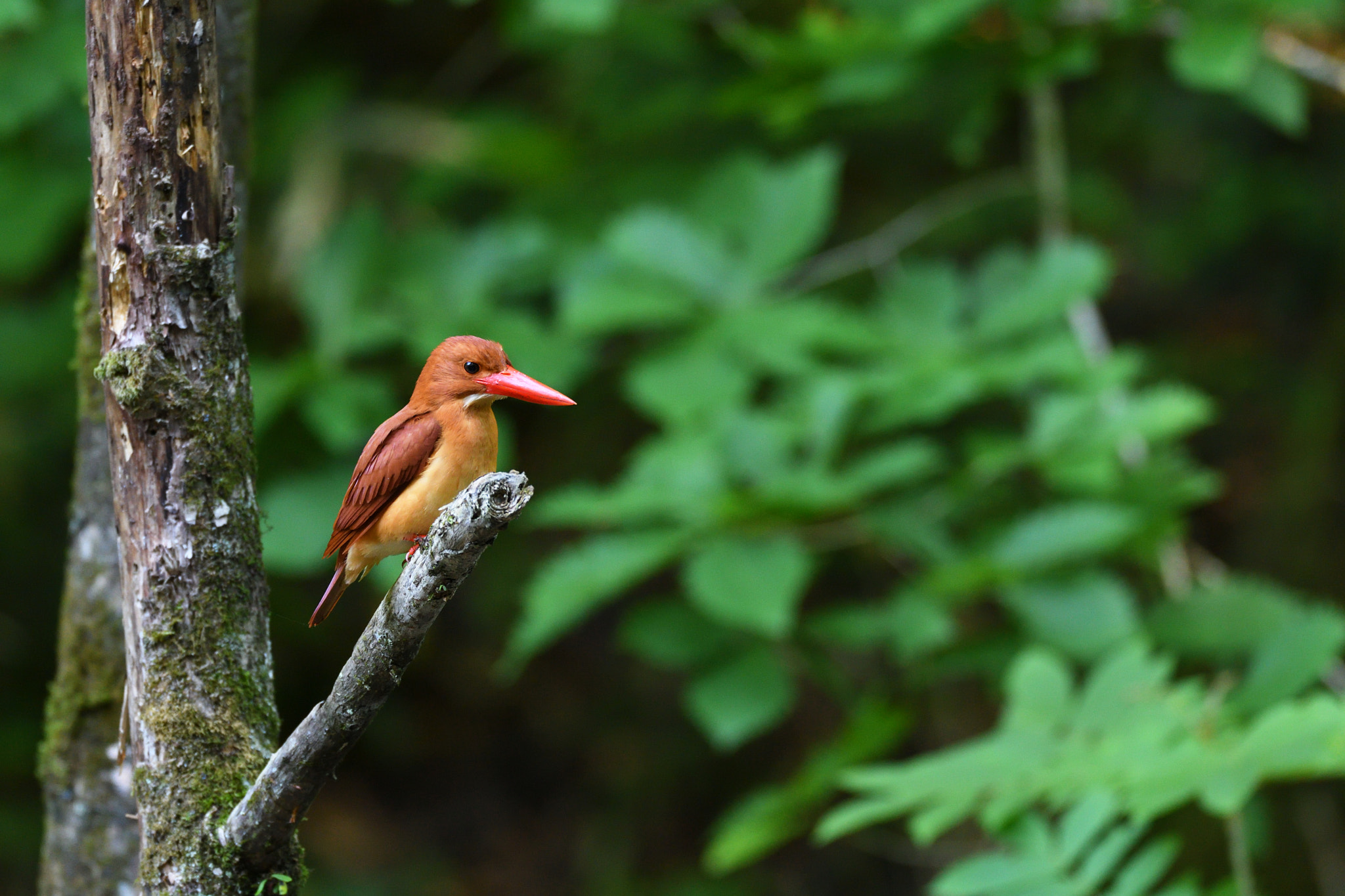 Nikon D500 + Sigma 500mm F4.5 EX DG HSM sample photo. Ruddy kingfisher photography