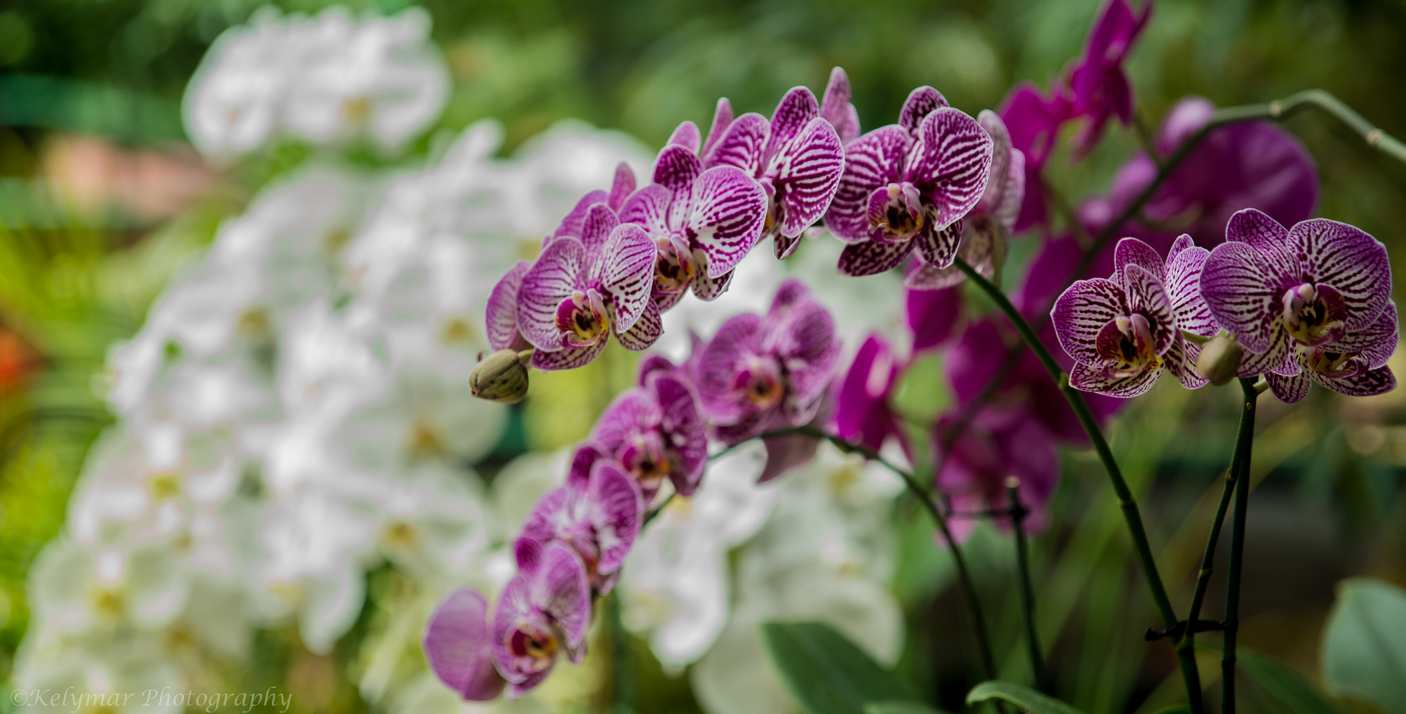 Sony Alpha DSLR-A850 sample photo