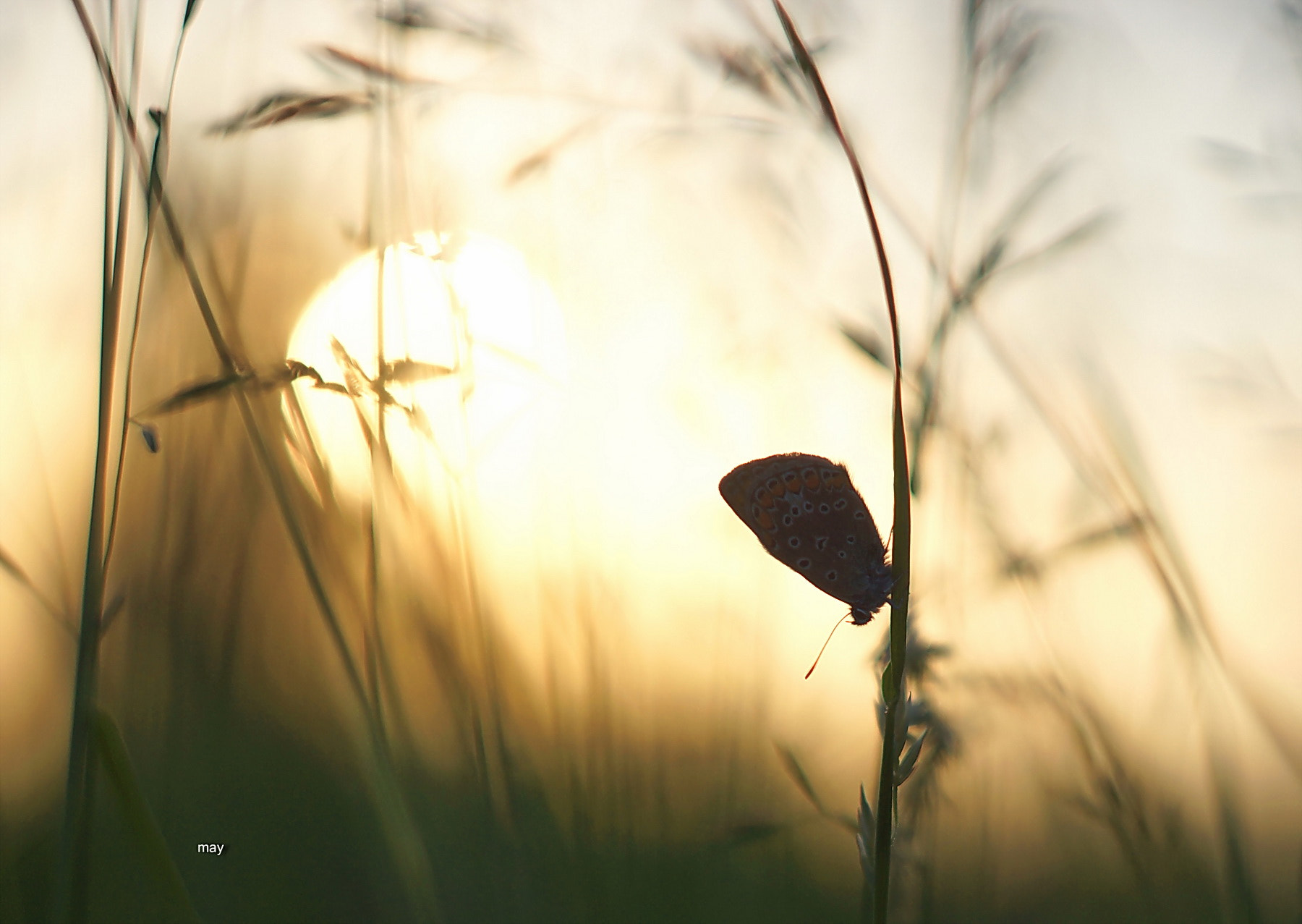 Sony SLT-A65 (SLT-A65V) + Minolta AF 50mm F1.7 sample photo. Evening walks.. photography