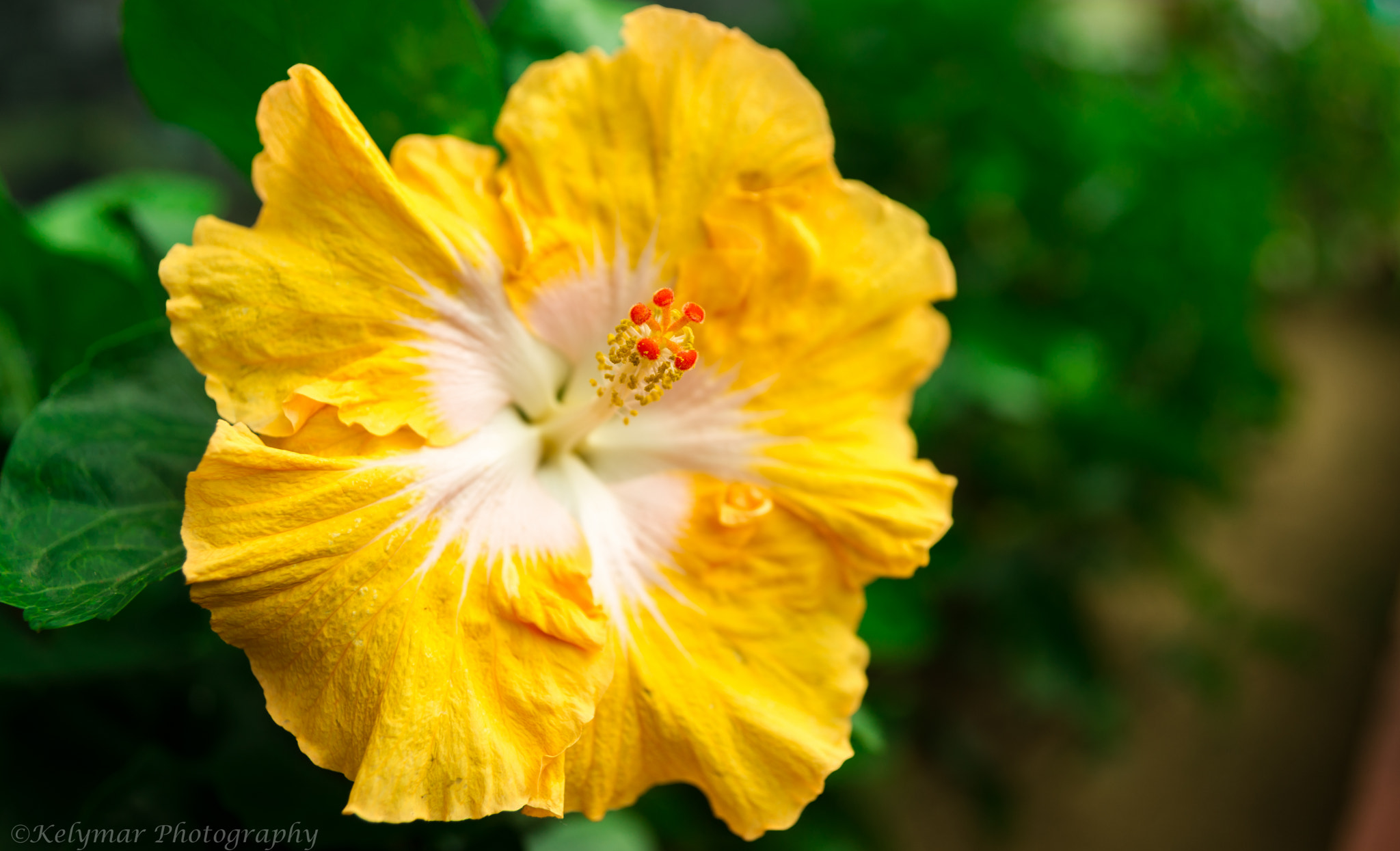 Sony Alpha DSLR-A850 sample photo