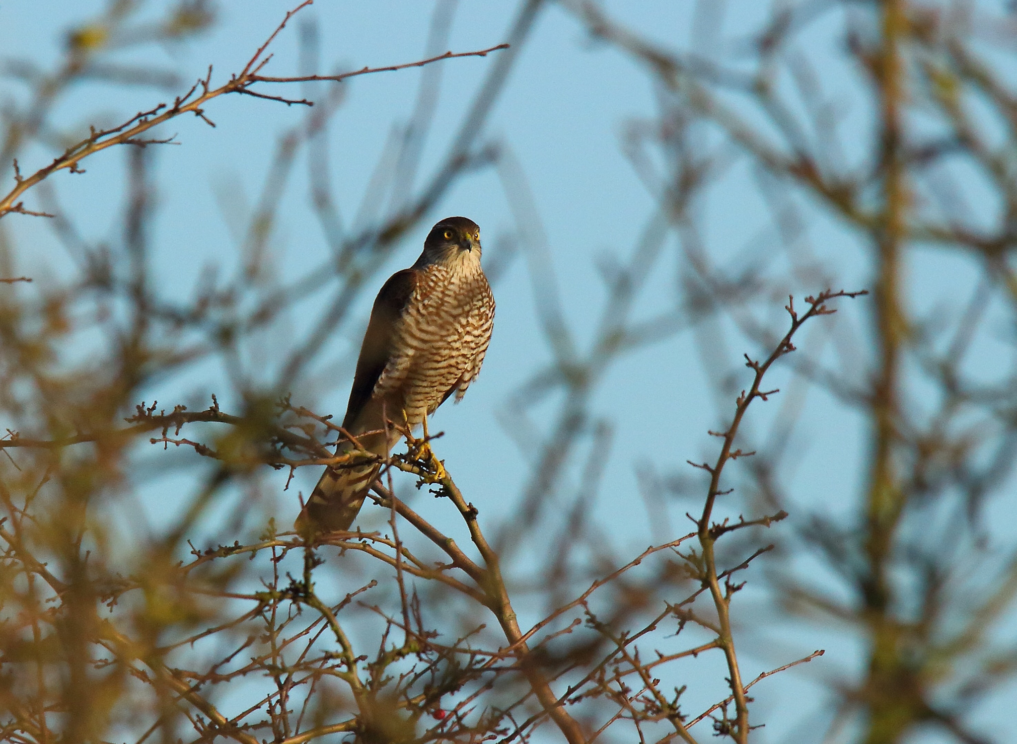 Canon 150-500mm sample photo. A sparrowhawk. taken at heybridge gravel pits early this year. photography