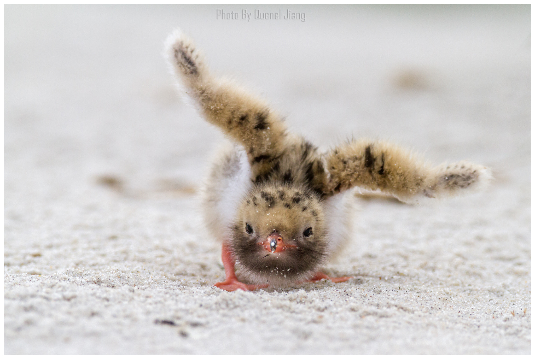 Canon EOS 7D + Canon EF 600mm F4L IS USM sample photo. Ready to fly photography