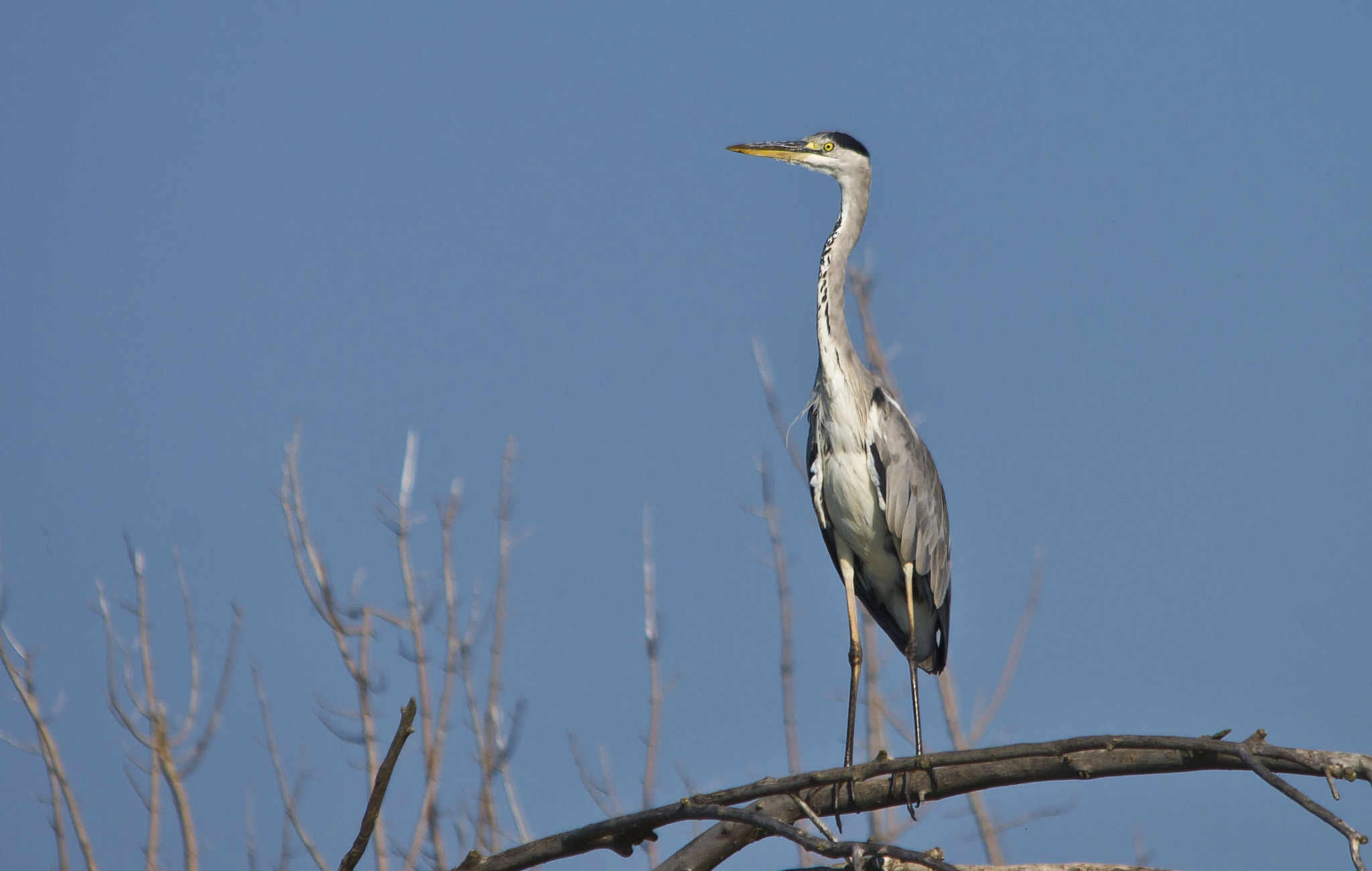 Sigma 70-200mm F2.8 EX DG Macro HSM II sample photo. Heron lake photography