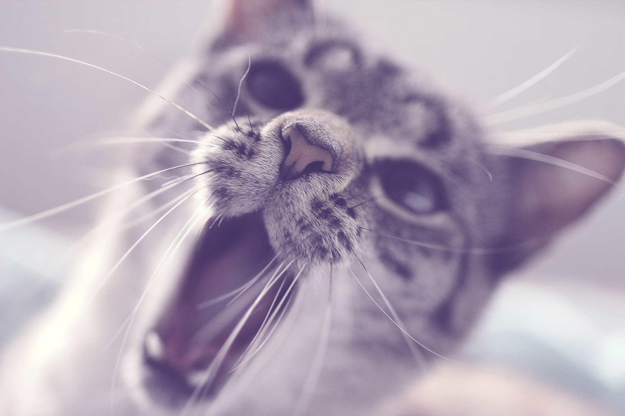 Tamron SP 35mm F1.8 Di VC USD sample photo. Meoooow photography