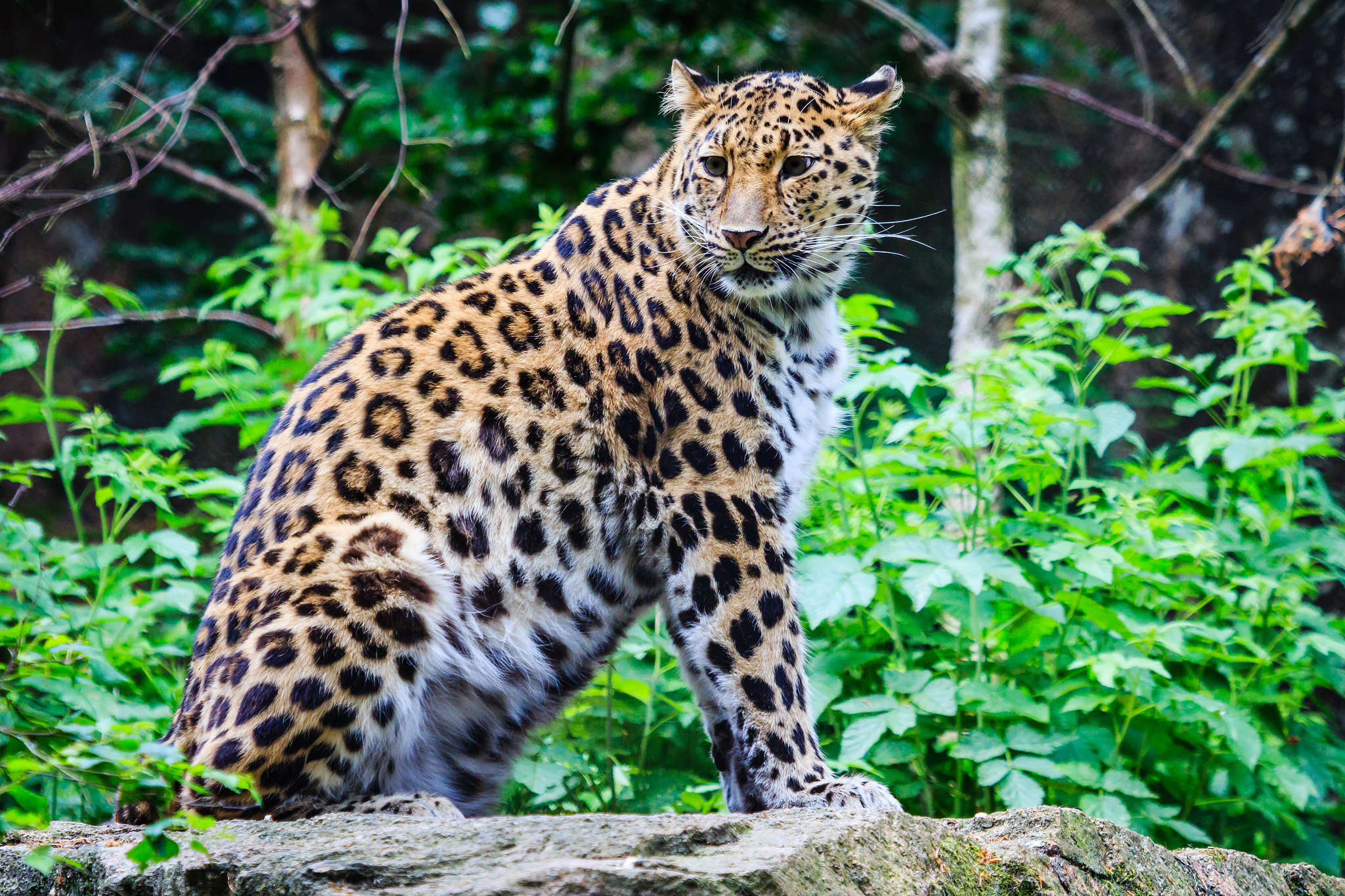 Canon EF 100-400mm F4.5-5.6L IS USM sample photo. Amur leopard photography