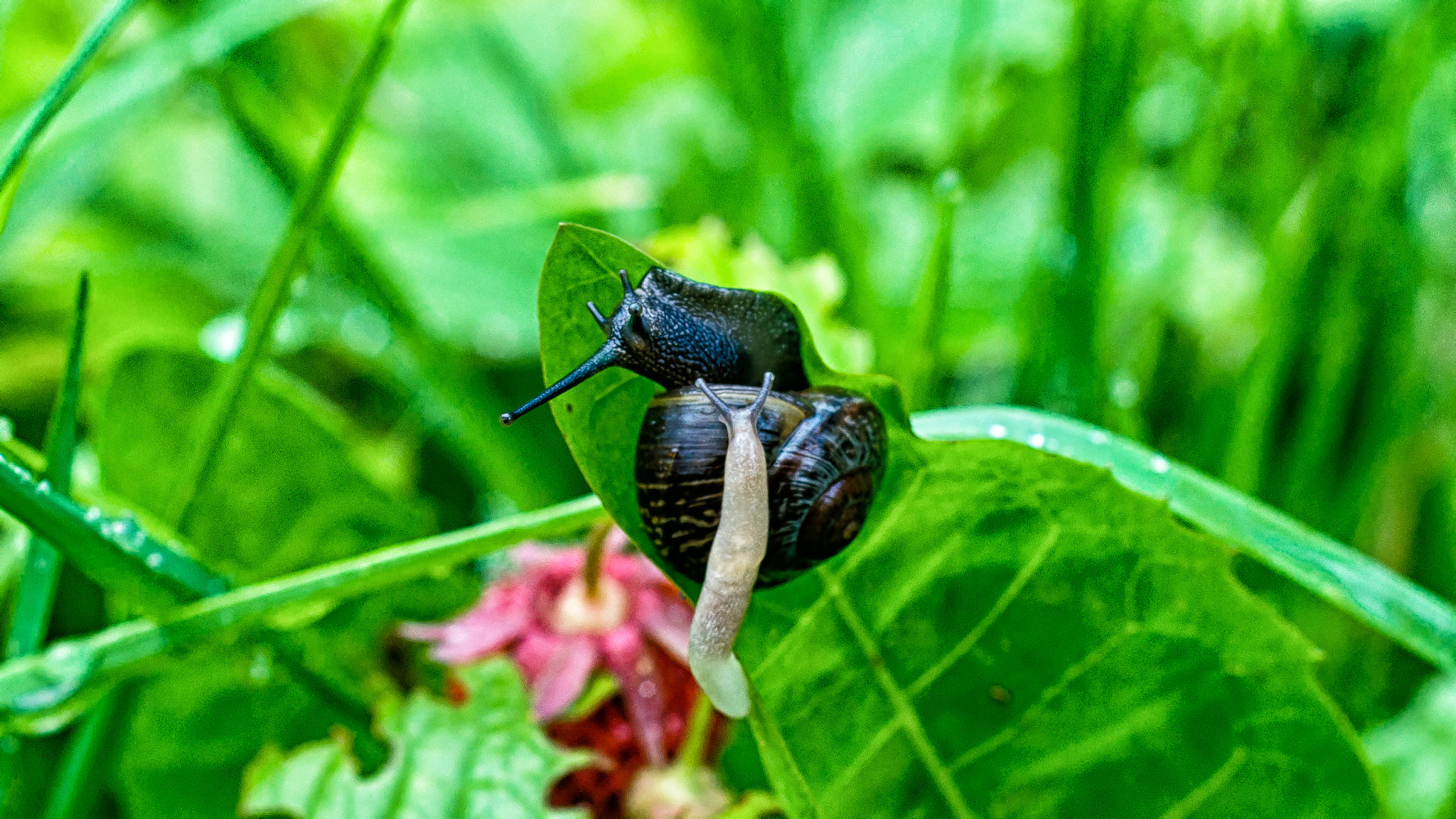 Nikon D5000 + Nikon AF Nikkor 50mm F1.8D sample photo. Another one curious snail photography