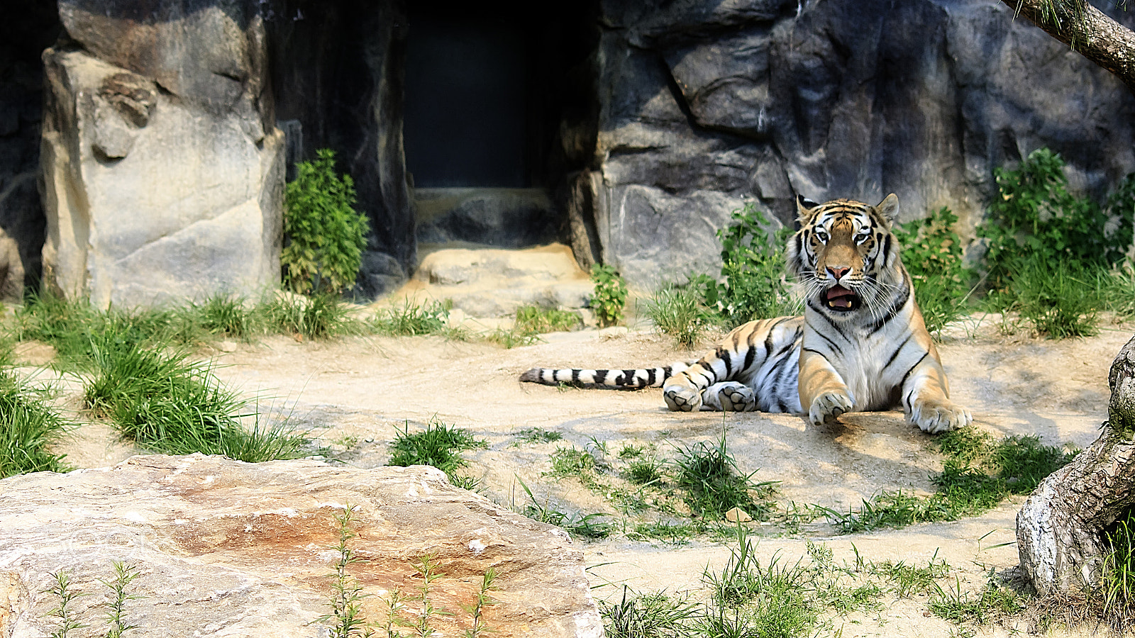 Sigma 70-300mm F4-5.6 APO DG Macro sample photo. Siberian tiger photography