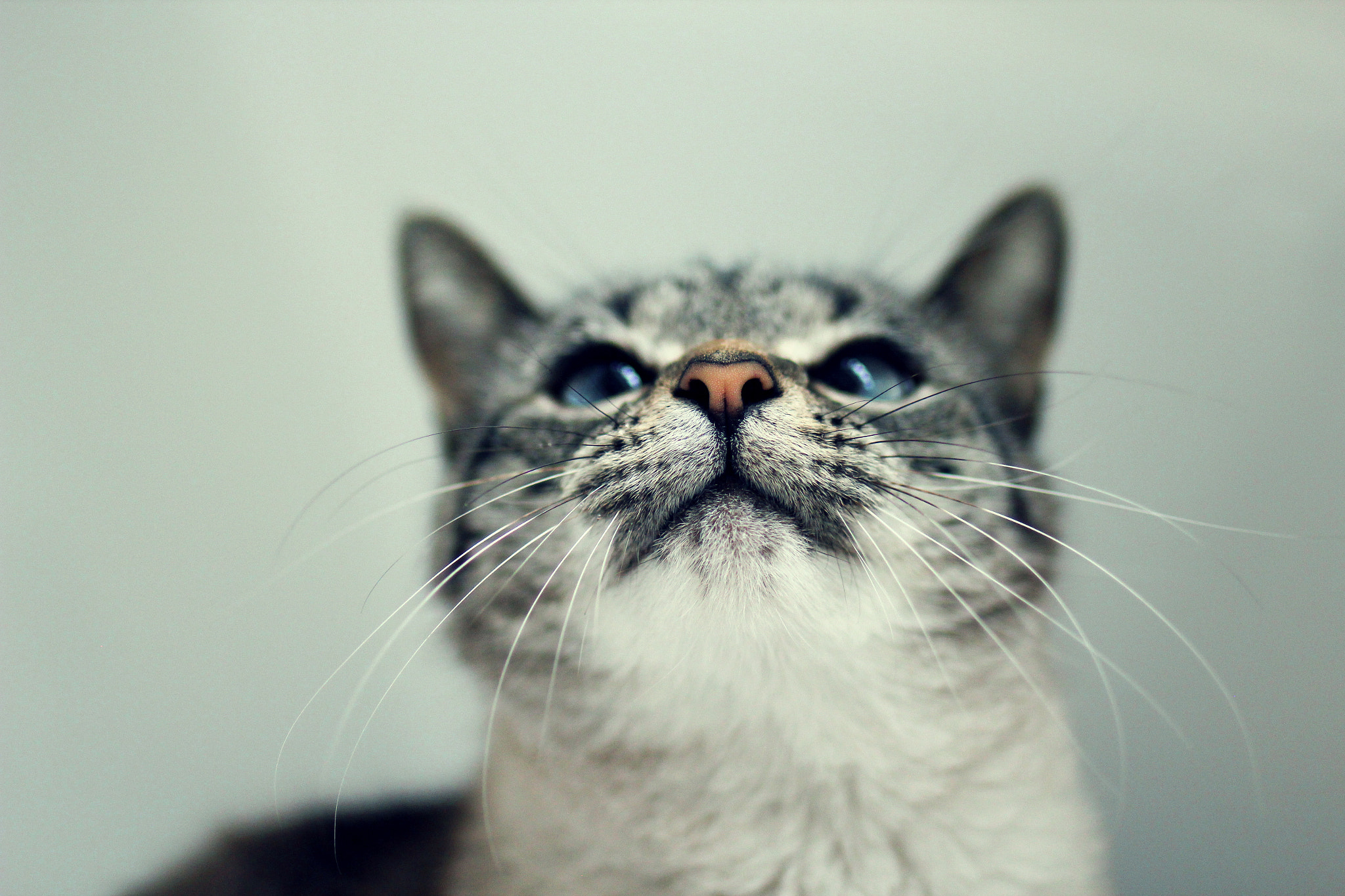 Tamron SP 35mm F1.8 Di VC USD sample photo. Cute nose photography
