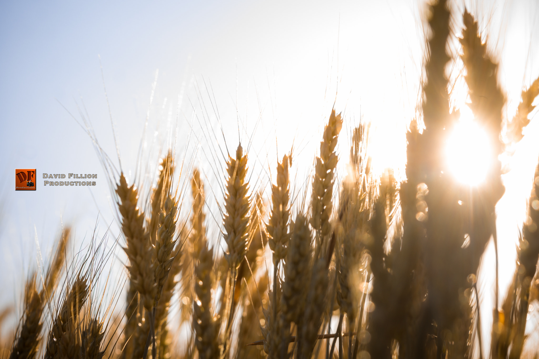 Sony SLT-A65 (SLT-A65V) + Tamron SP 24-70mm F2.8 Di VC USD sample photo. Wheat field at sundown photography