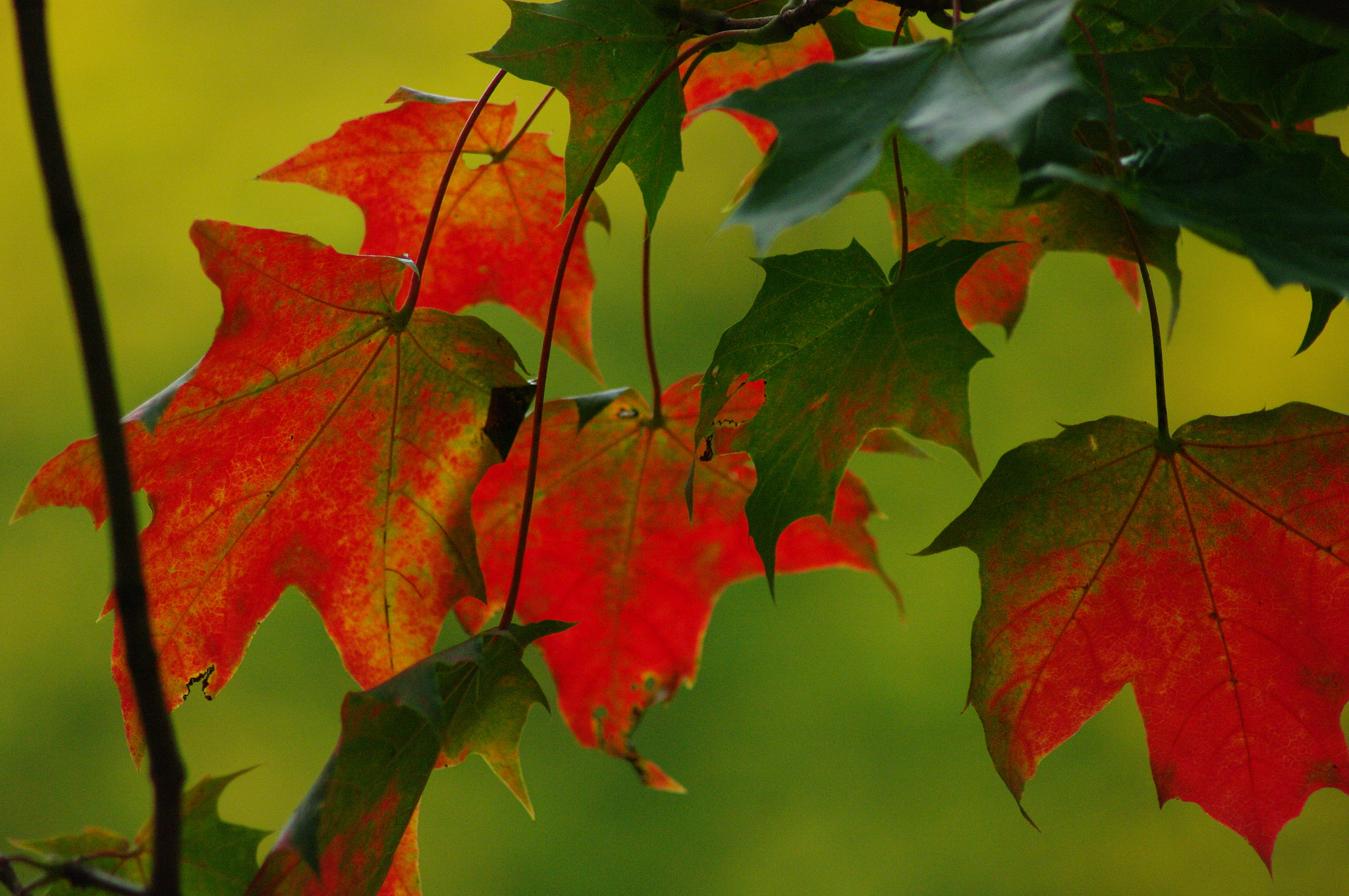 Pentax K20D + Tamron AF 70-300mm F4-5.6 Di LD Macro sample photo. Leaves photography