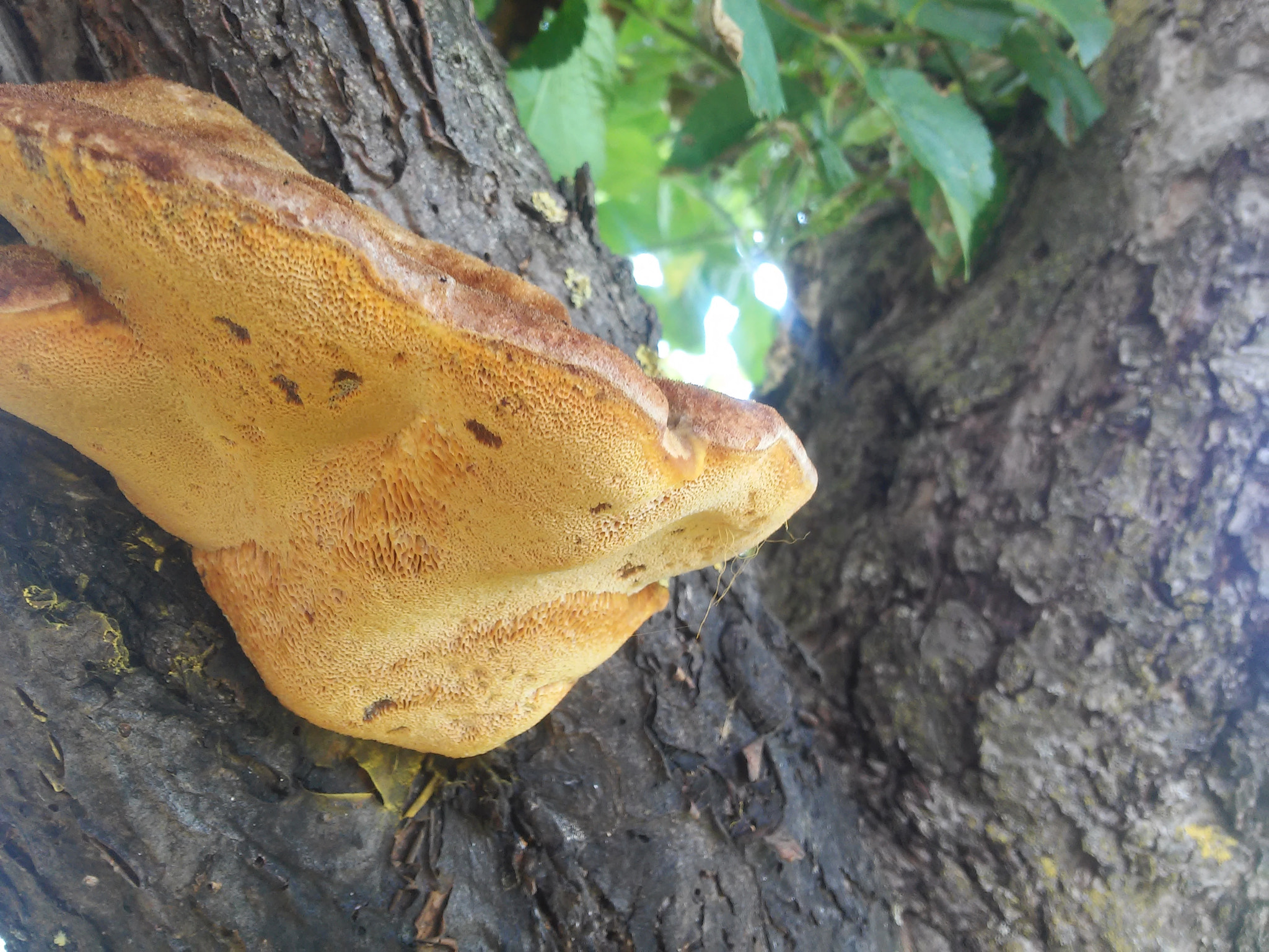 LG G2 MINI sample photo. A fungi photography