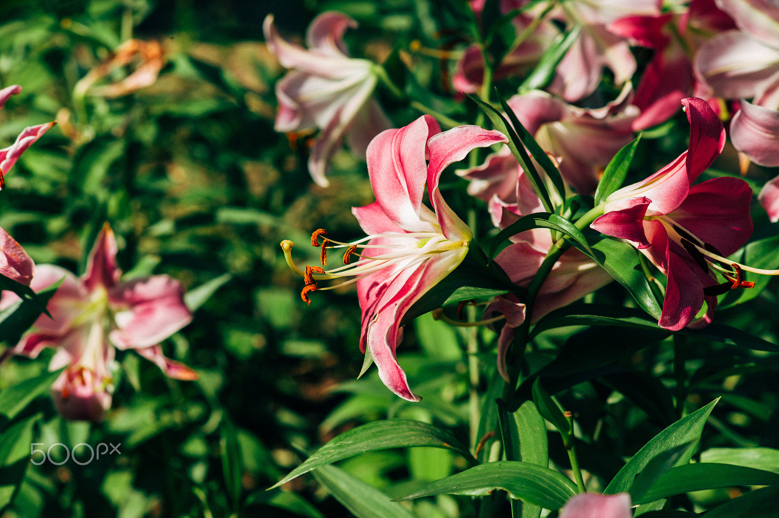 Leica M9 + Leica Macro-Elmar-M 90mm F4 sample photo. Lily photography