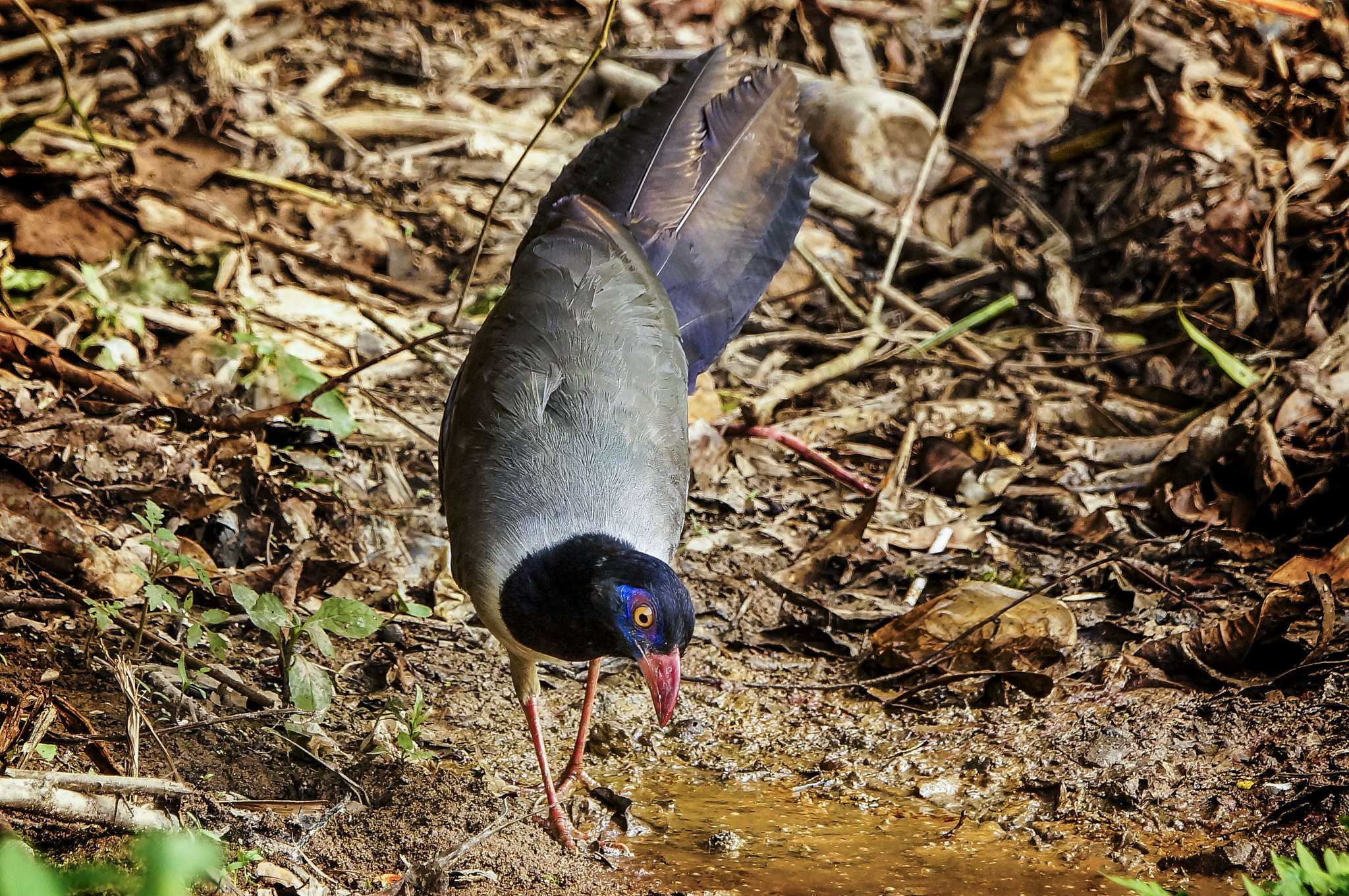 Sony SLT-A57 + Sony 70-400mm F4-5.6 G SSM sample photo. Coral-billed ground cuckoo photography