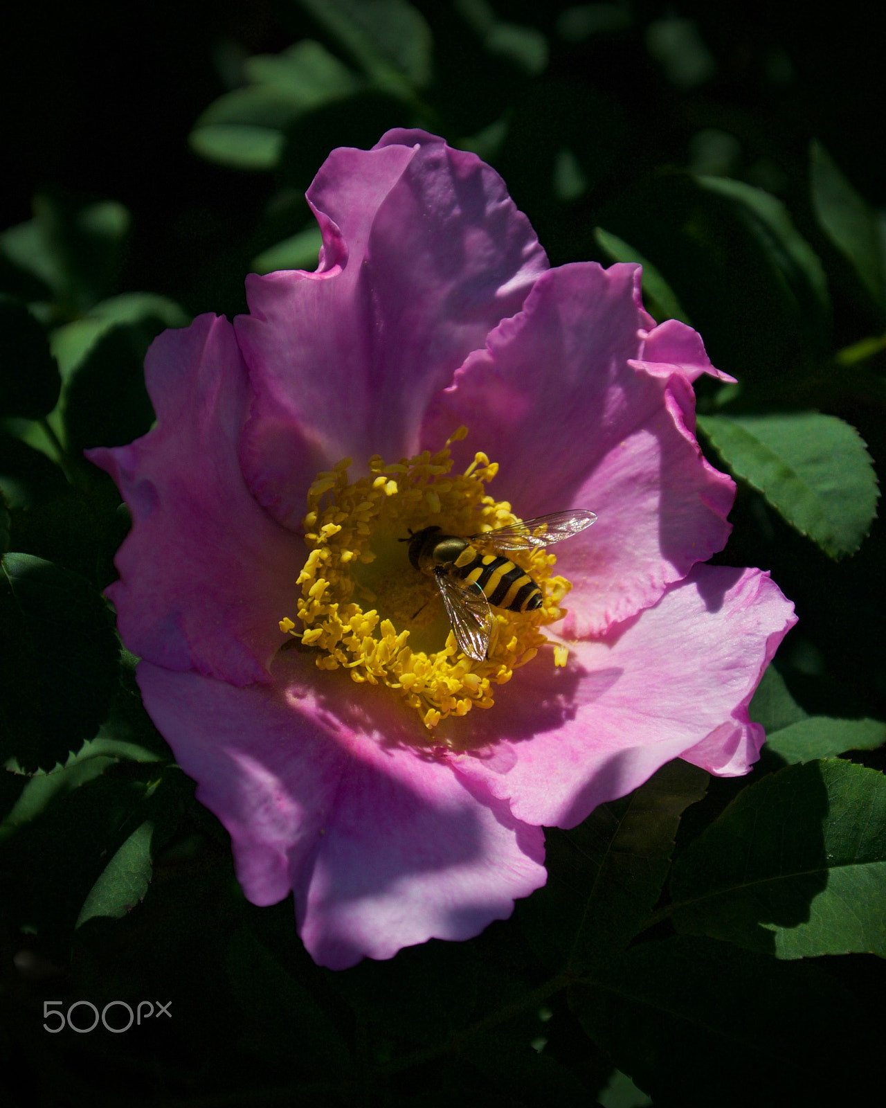 Nikon 1 J2 sample photo. Resting... photography