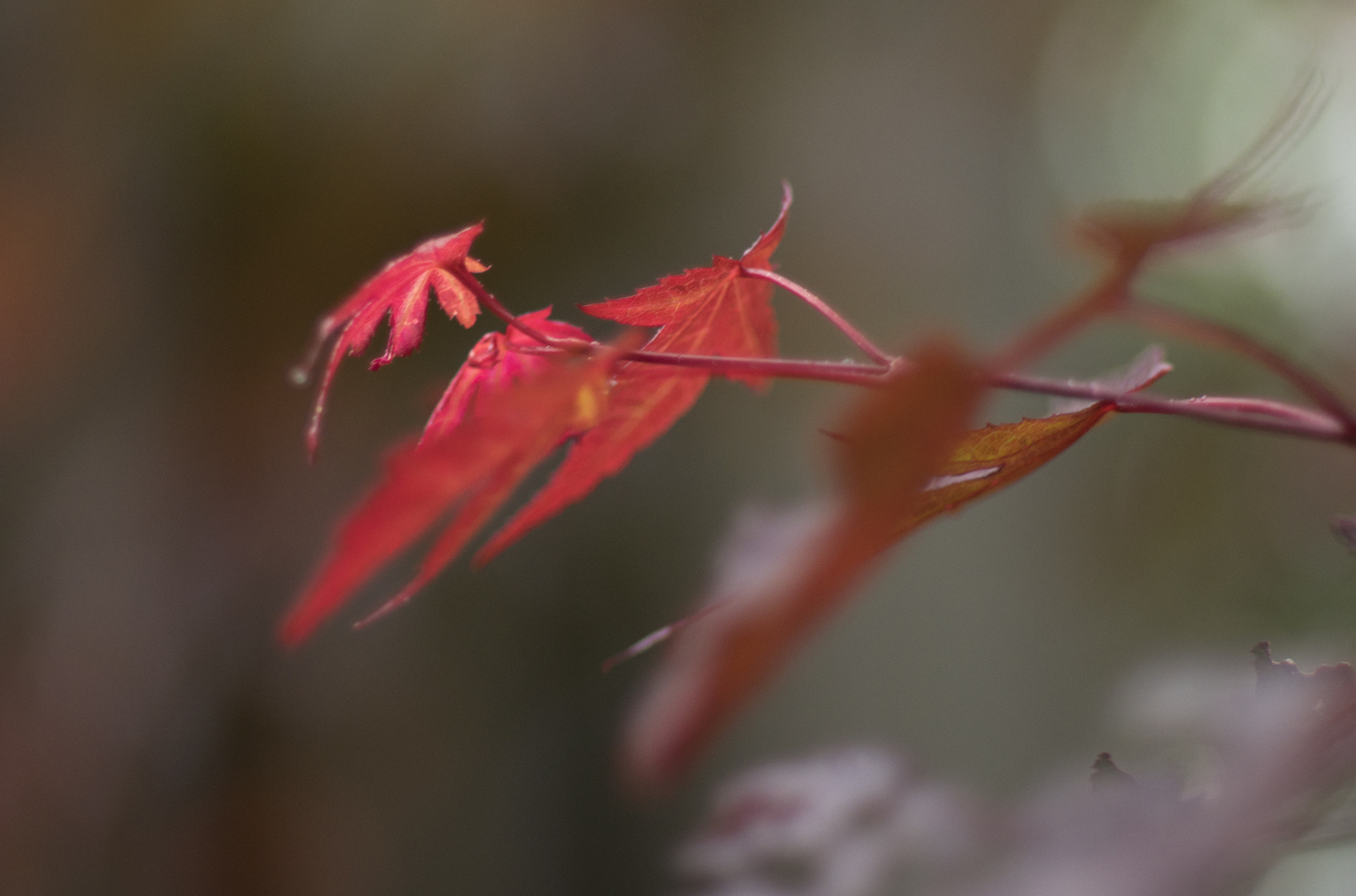 Pentax smc DA* 55mm F1.4 SDM sample photo. Day after rain photography