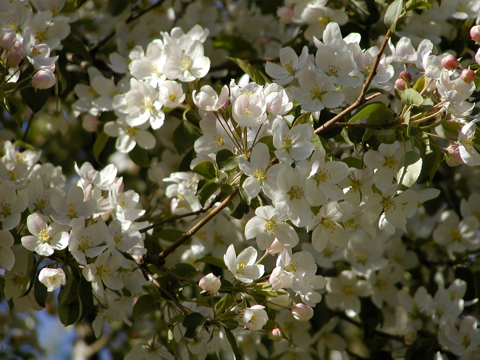 Olympus C2100UZ sample photo. Apple blossoms. photography