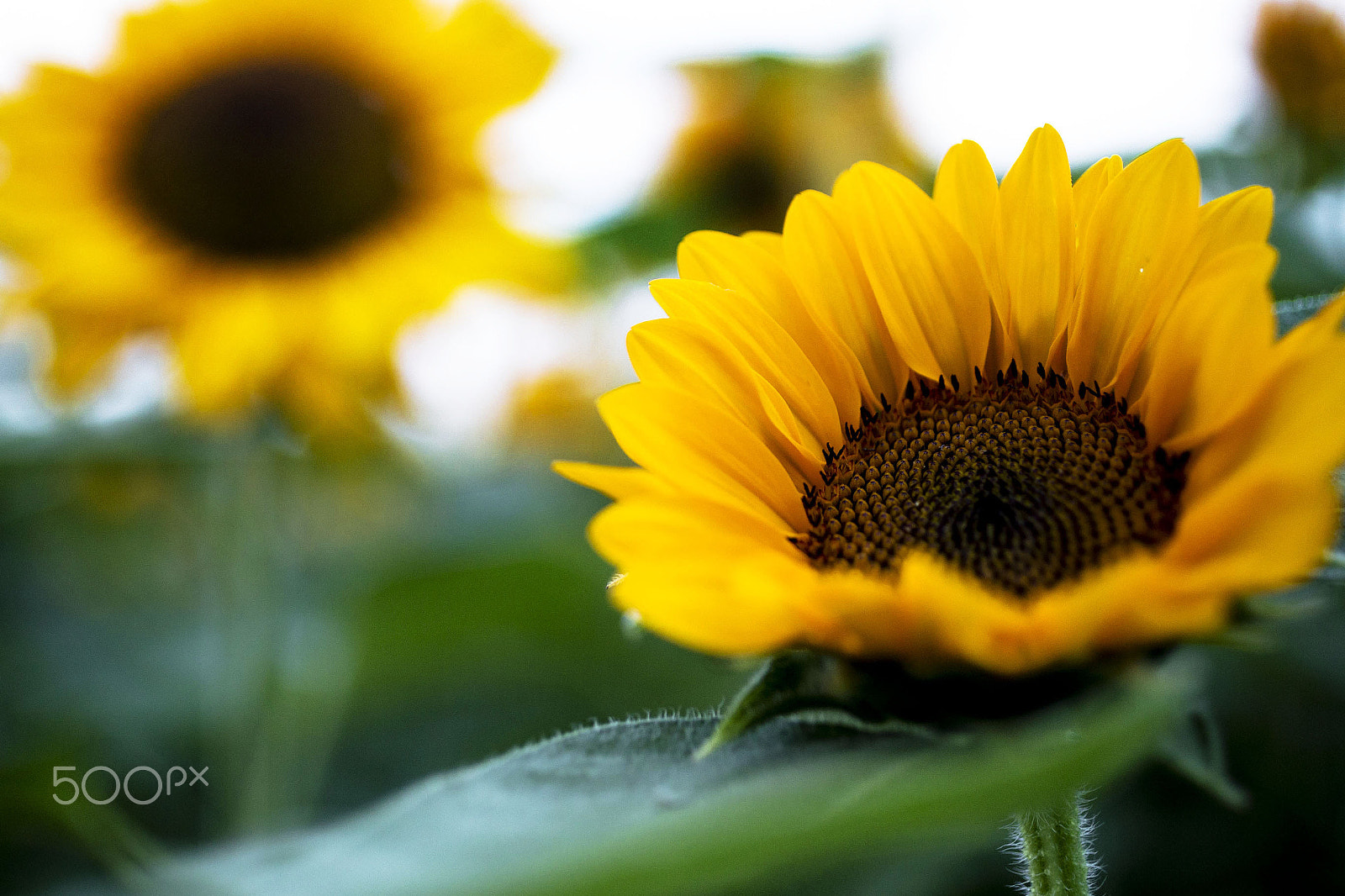 Canon EOS 6D + Canon EF 50mm F2.5 Macro sample photo. Sun flower photography