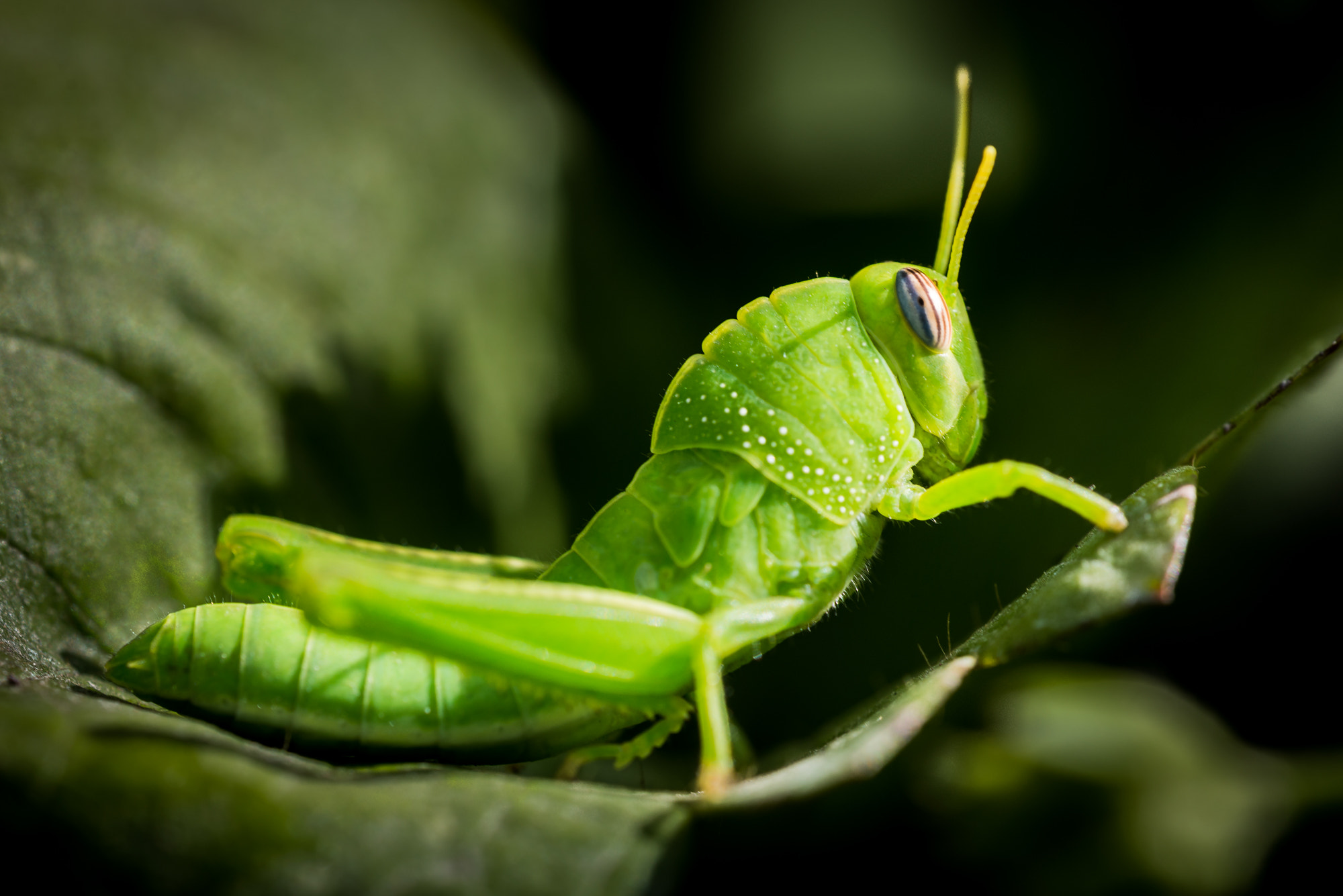Sigma 150mm F2.8 EX DG OS Macro HSM sample photo. King of the leaf photography