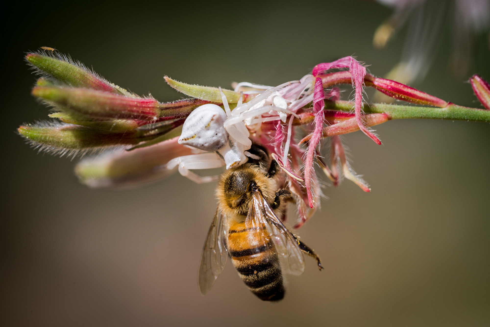 Sigma 150mm F2.8 EX DG OS Macro HSM sample photo. Game over photography