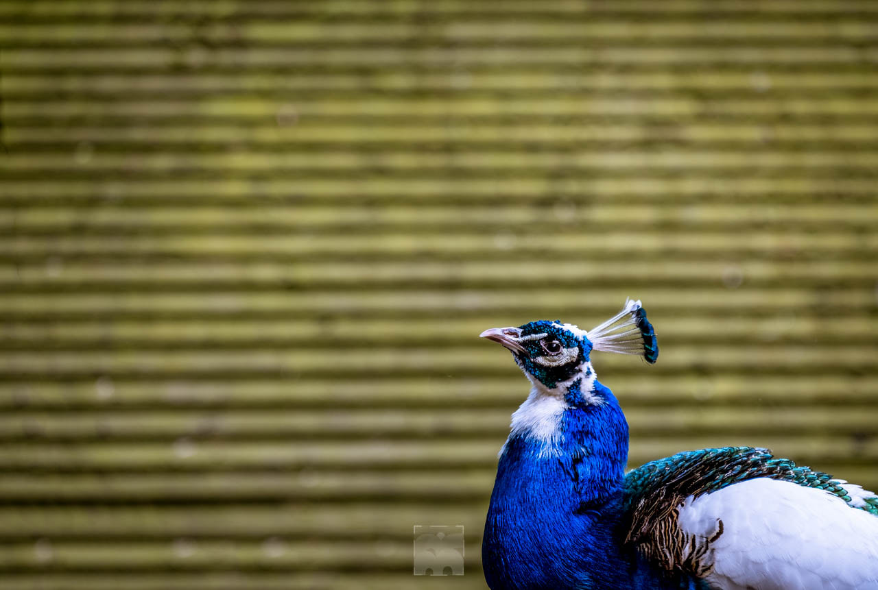 Fujifilm X-E2S + Fujifilm XF 55-200mm F3.5-4.8 R LM OIS sample photo. The peacock of judging you... photography