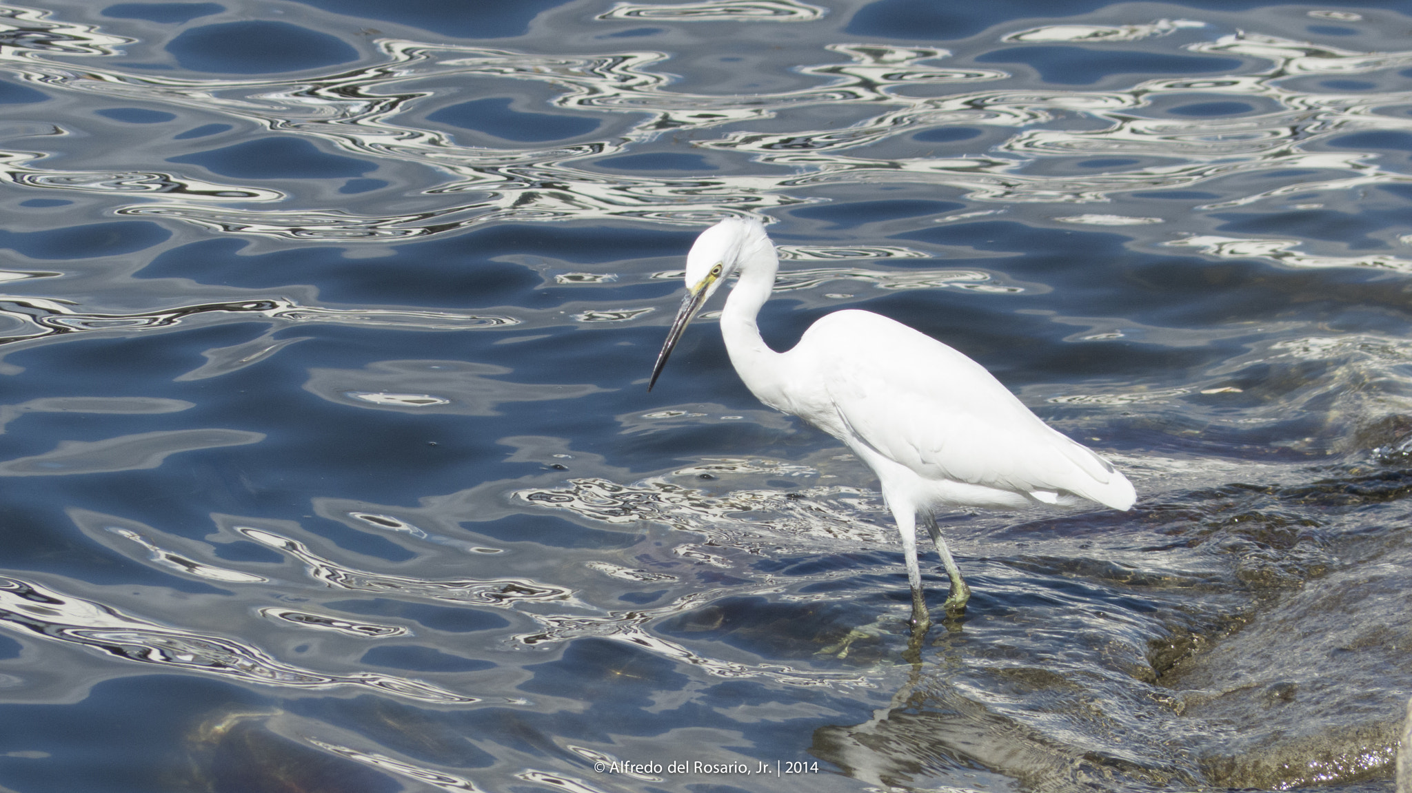 Leica V-Lux 4 sample photo. White heron of manila bay photography