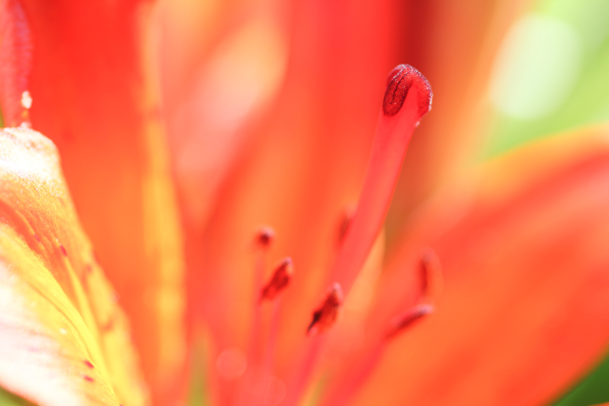 Canon EOS 60D + Sigma 105mm F2.8 EX DG Macro sample photo. Beautiful light - belle lumière photography
