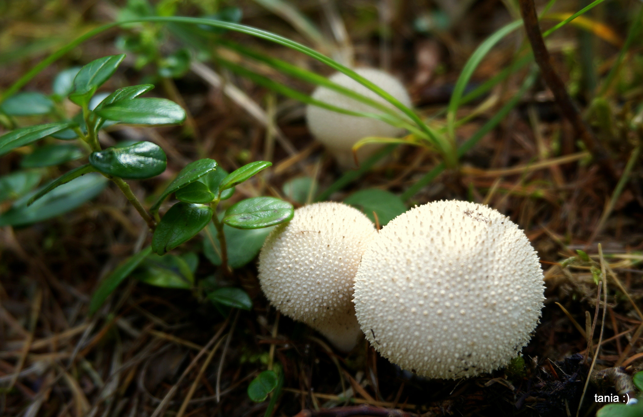 Sony Alpha NEX-5T + Sony E 18-50mm F4-5.6 sample photo. Balloon mushrooms photography