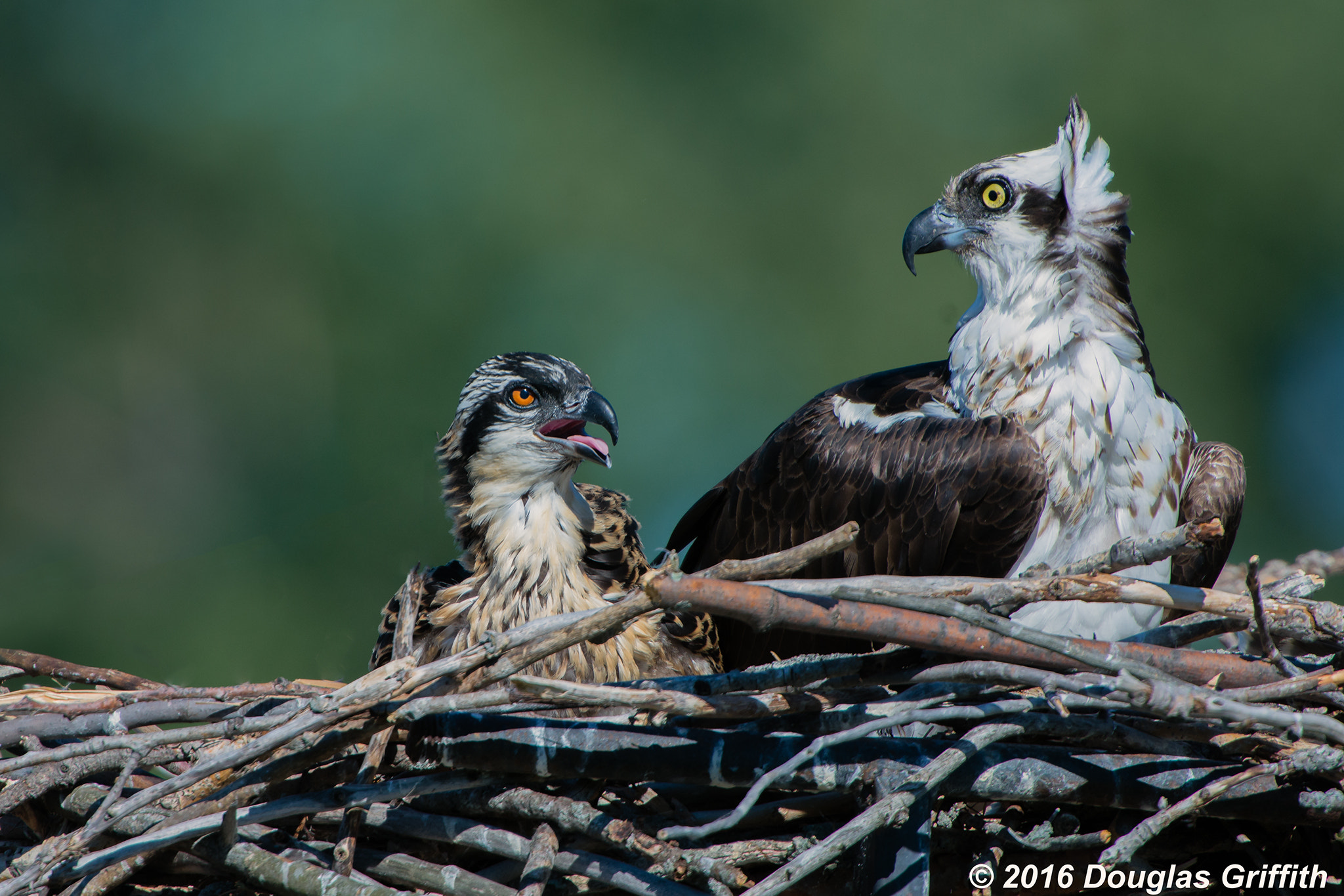 Nikon D7200 + Nikon AF-S Nikkor 500mm F4G ED VR sample photo. Osprey (pandion haliaetus) and one of three chicks photography