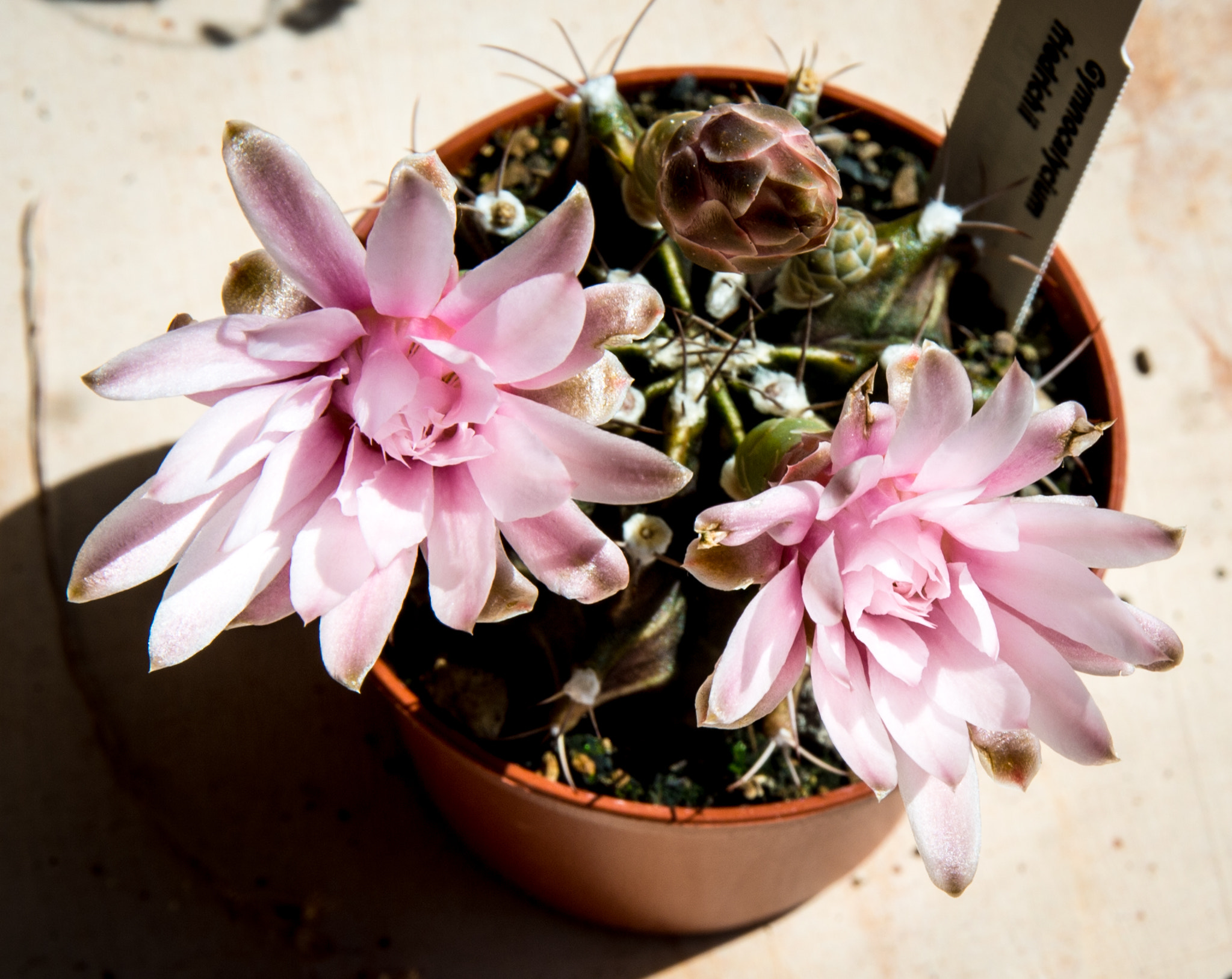 Nikon Df + Sigma 24-105mm F4 DG OS HSM Art sample photo. Gymnocalycium friedrichii photography