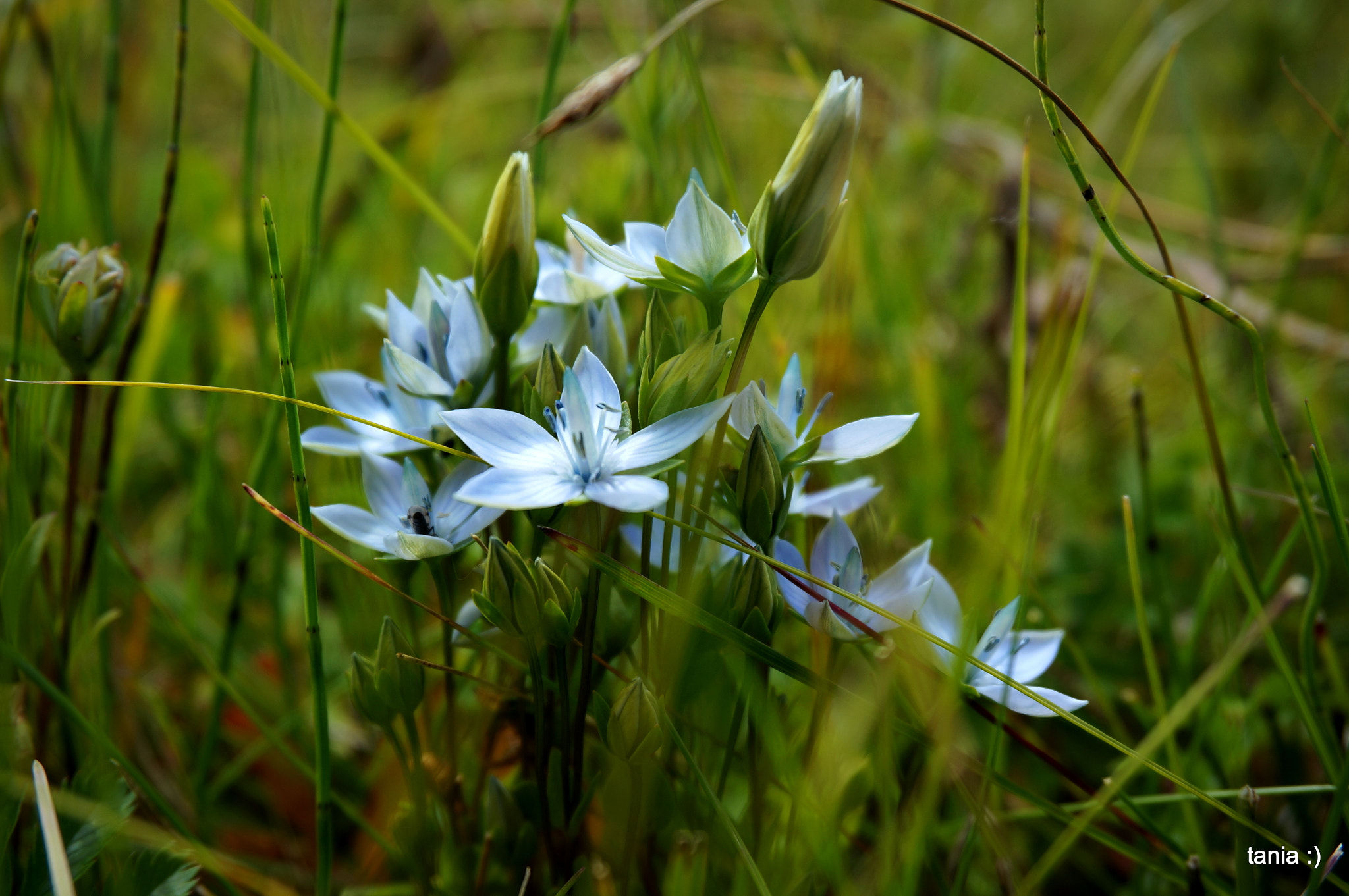 Sony Alpha NEX-5T + Sony E 18-50mm F4-5.6 sample photo. Bundle of flowers photography