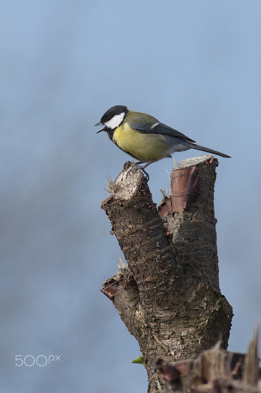 Canon EOS 70D + Canon EF 300mm F4L IS USM sample photo. Great tit photography
