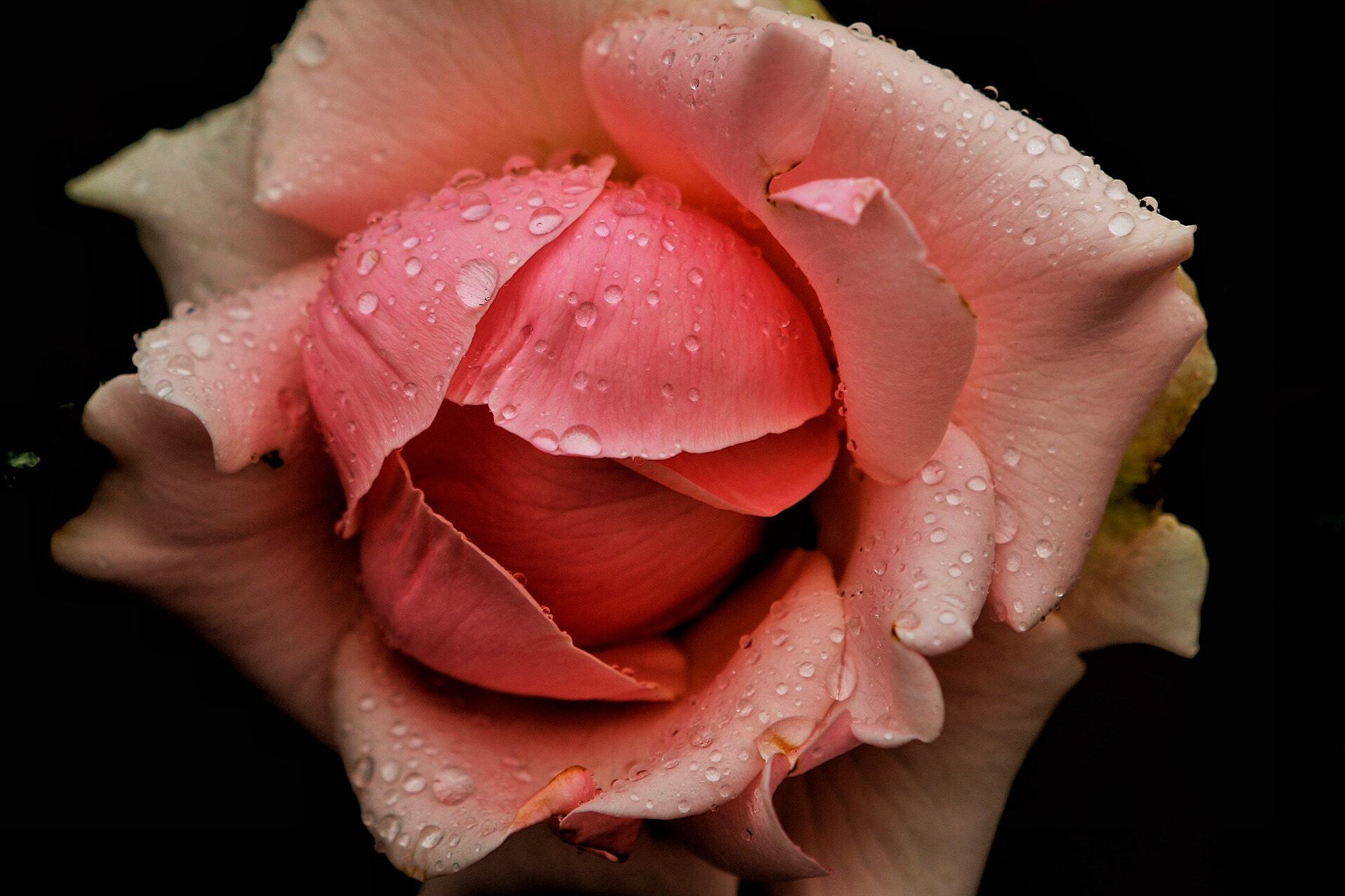 Canon EOS 70D + Canon EF 24-70mm F2.8L USM sample photo. Untitled photography