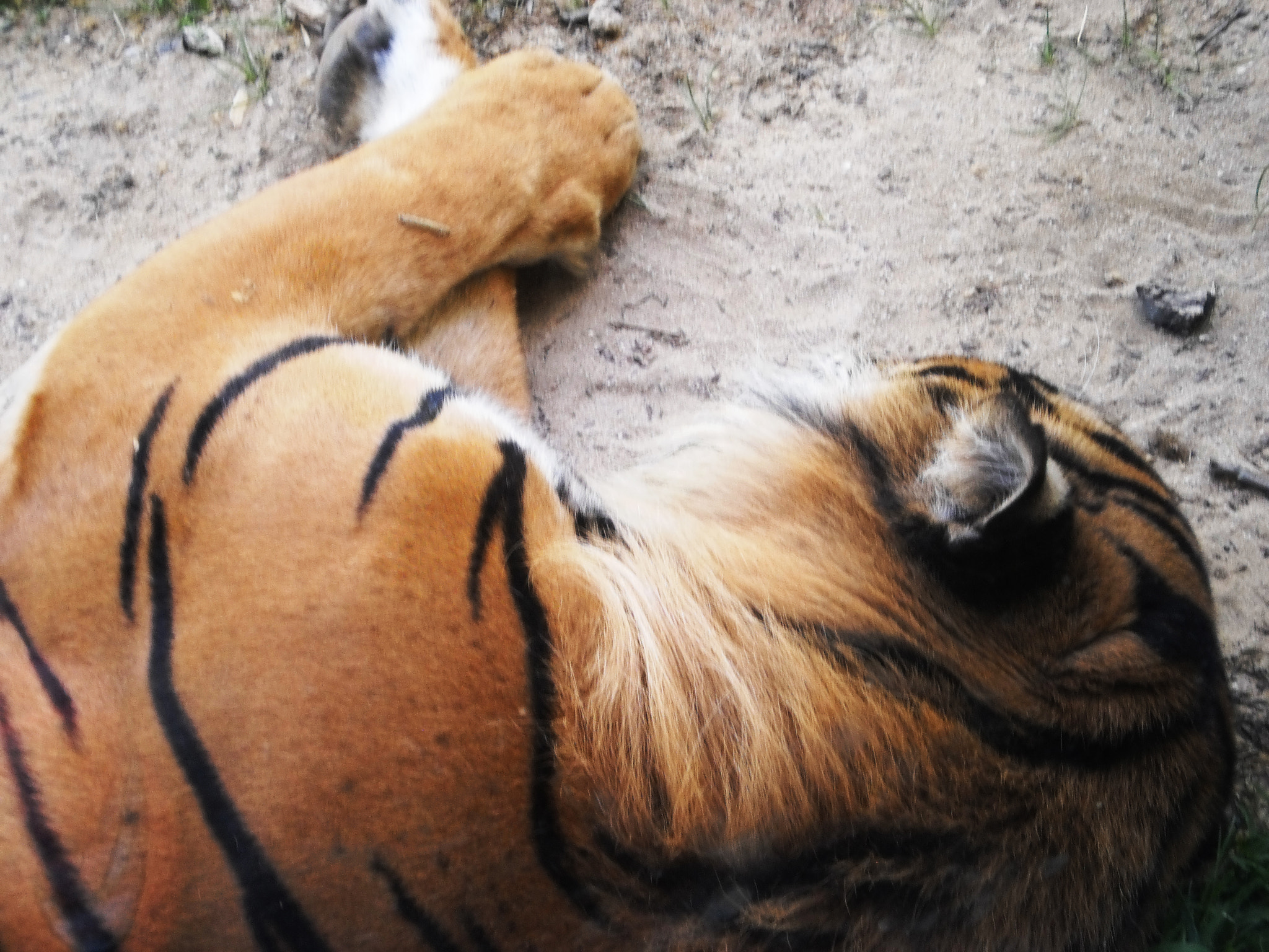Olympus T105,T100,X36 sample photo. Tiger rest photography