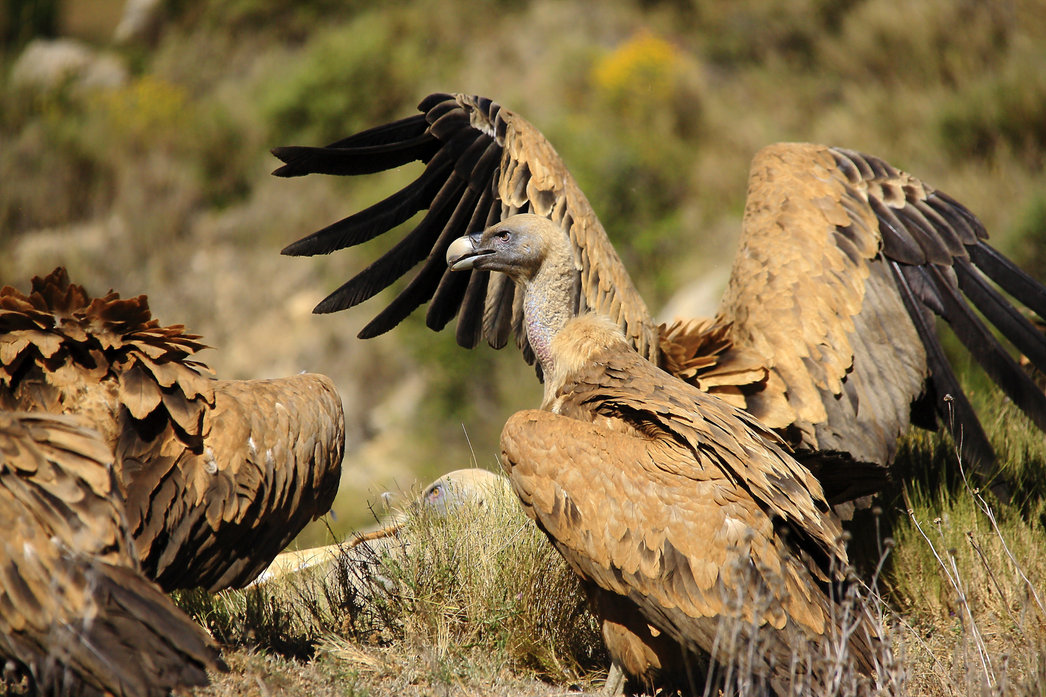 Sigma 150-500mm F5-6.3 DG OS HSM sample photo. Buitre leonado photography