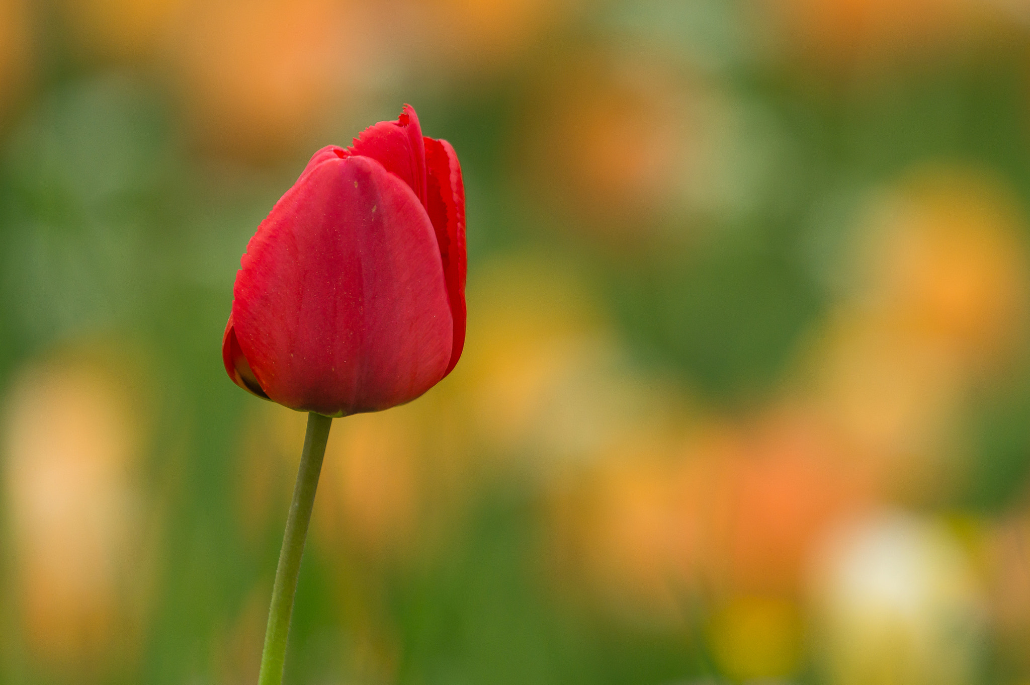 Sony Alpha NEX-6 + Sony DT 50mm F1.8 SAM sample photo. Tulpe an der frühlingsallee photography