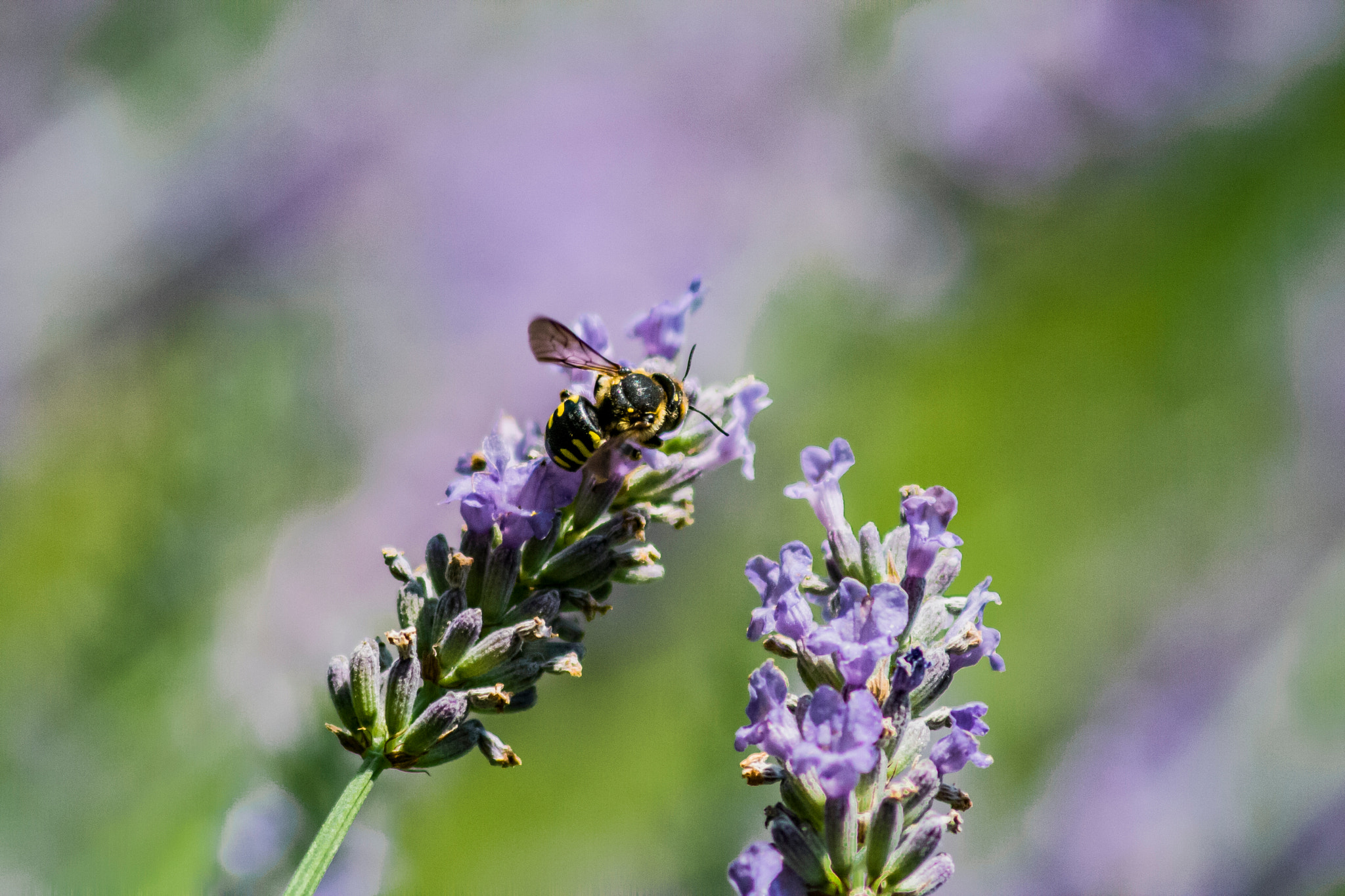 Canon EF 75-300mm F4.0-5.6 IS USM sample photo. Bee pollinating lavander flowers photography