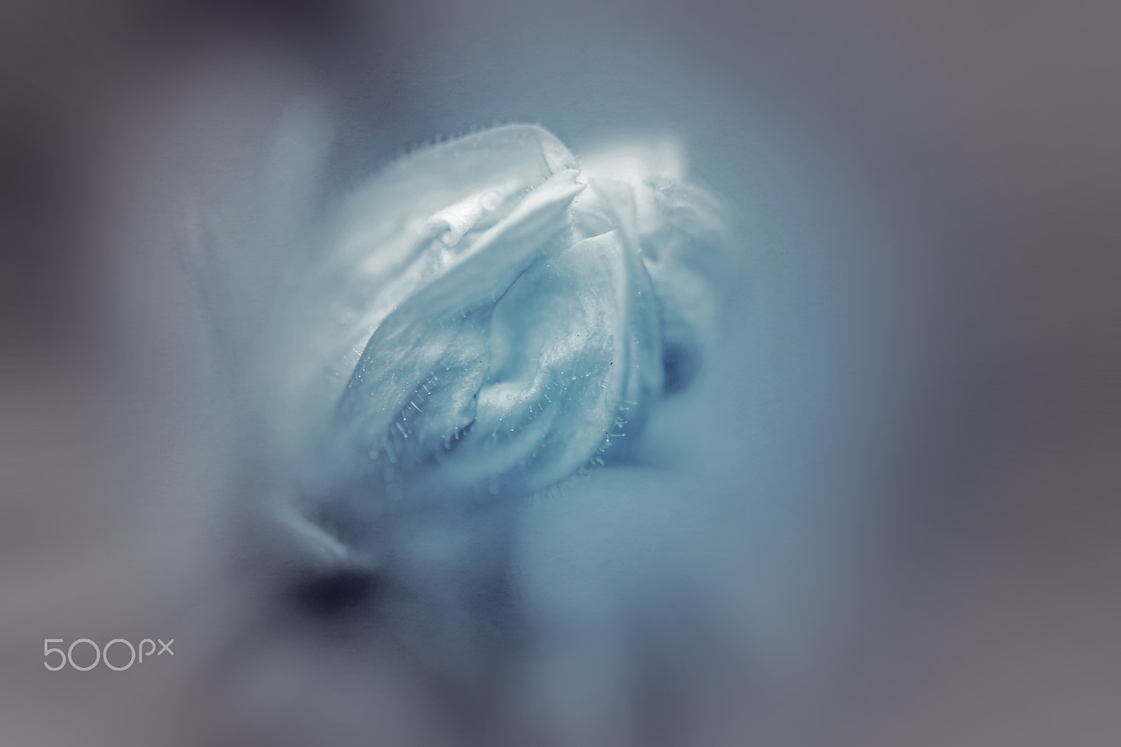 Samsung NX30 + Samsung NX 60mm F2.8 Macro ED OIS SSA sample photo. Allure photography
