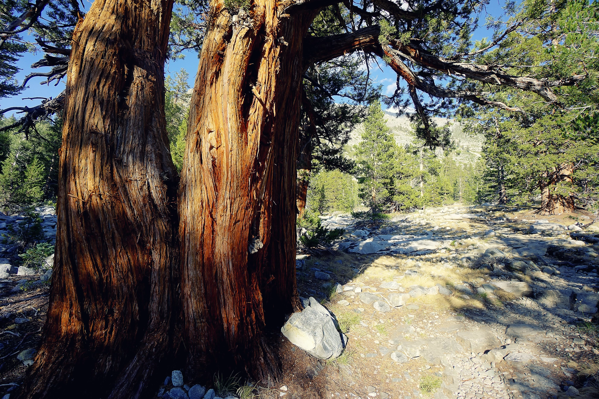 Sony Alpha NEX-7 + Sony E 10-18mm F4 OSS sample photo. Through fairytale photography