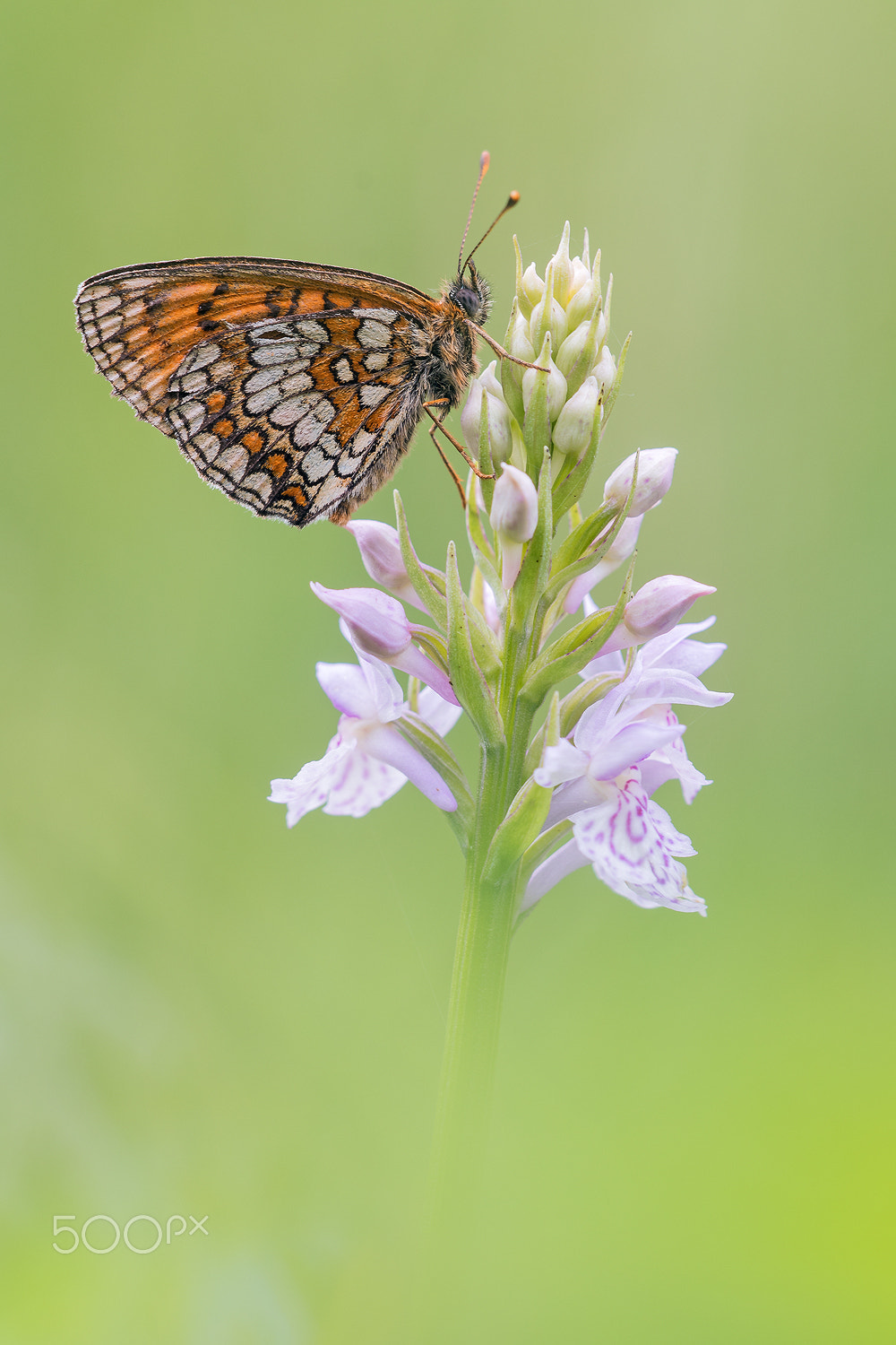 Nikon D500 + Sigma 150mm F2.8 EX DG Macro HSM sample photo. Heath fritillary (melitaea athalia) photography