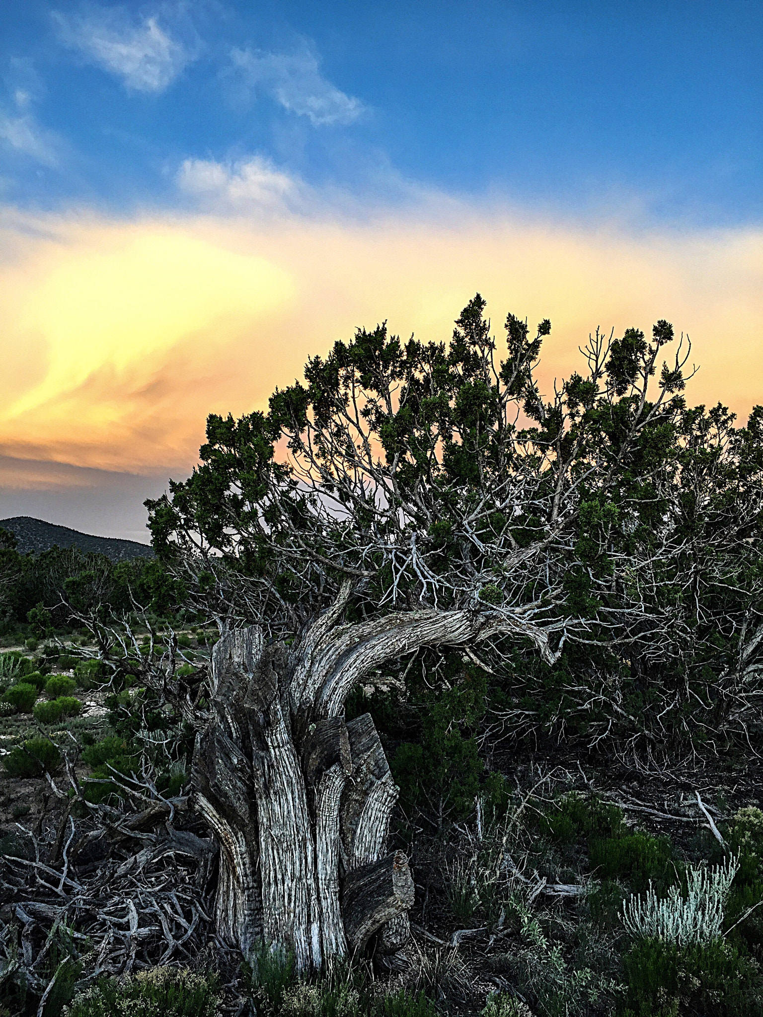 Apple iPhone7,2 + iPhone 6 back camera 4.15mm f/2.2 sample photo. Juniper sunrise photography