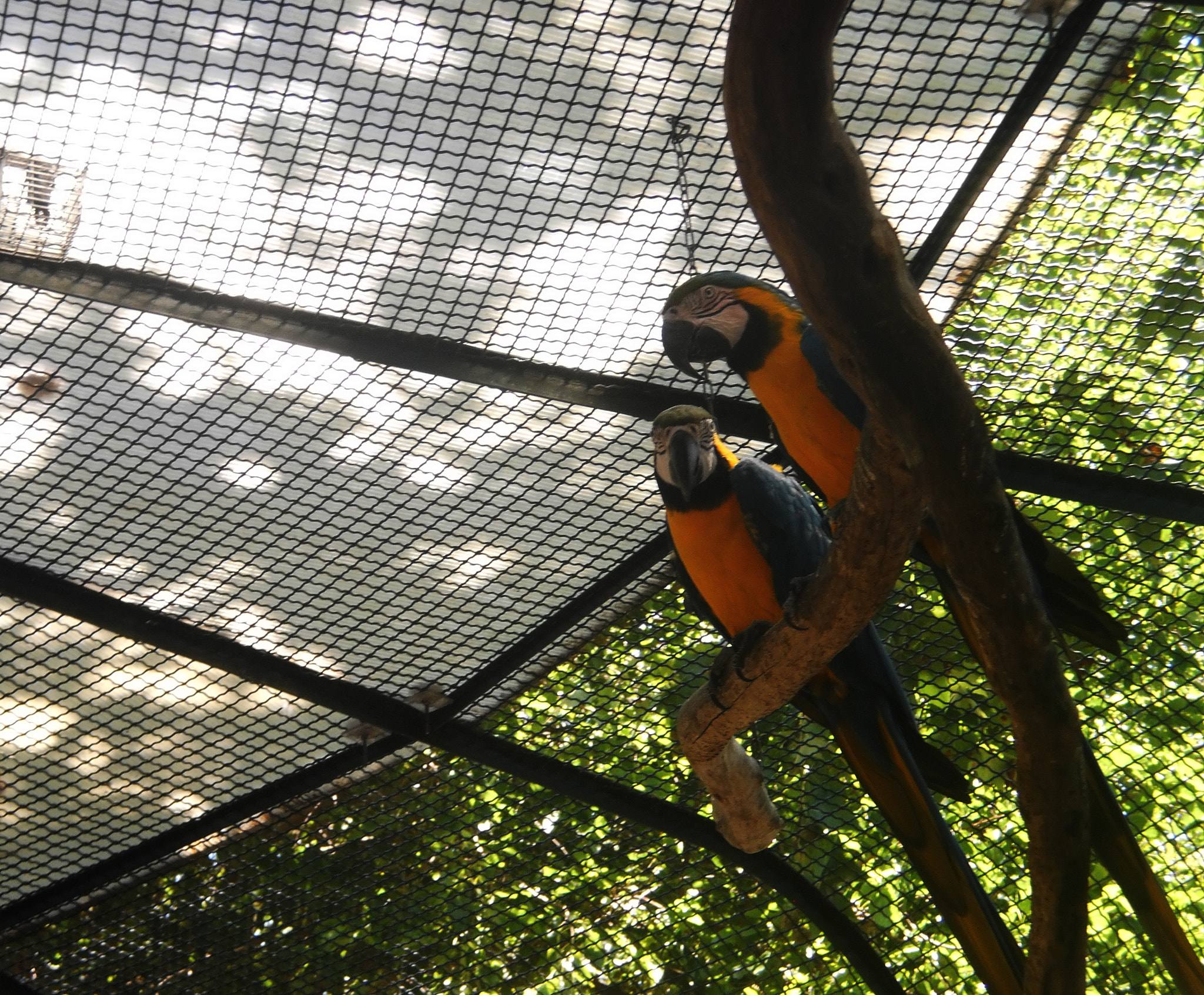 Olympus T105,T100,X36 sample photo. Parrots photography