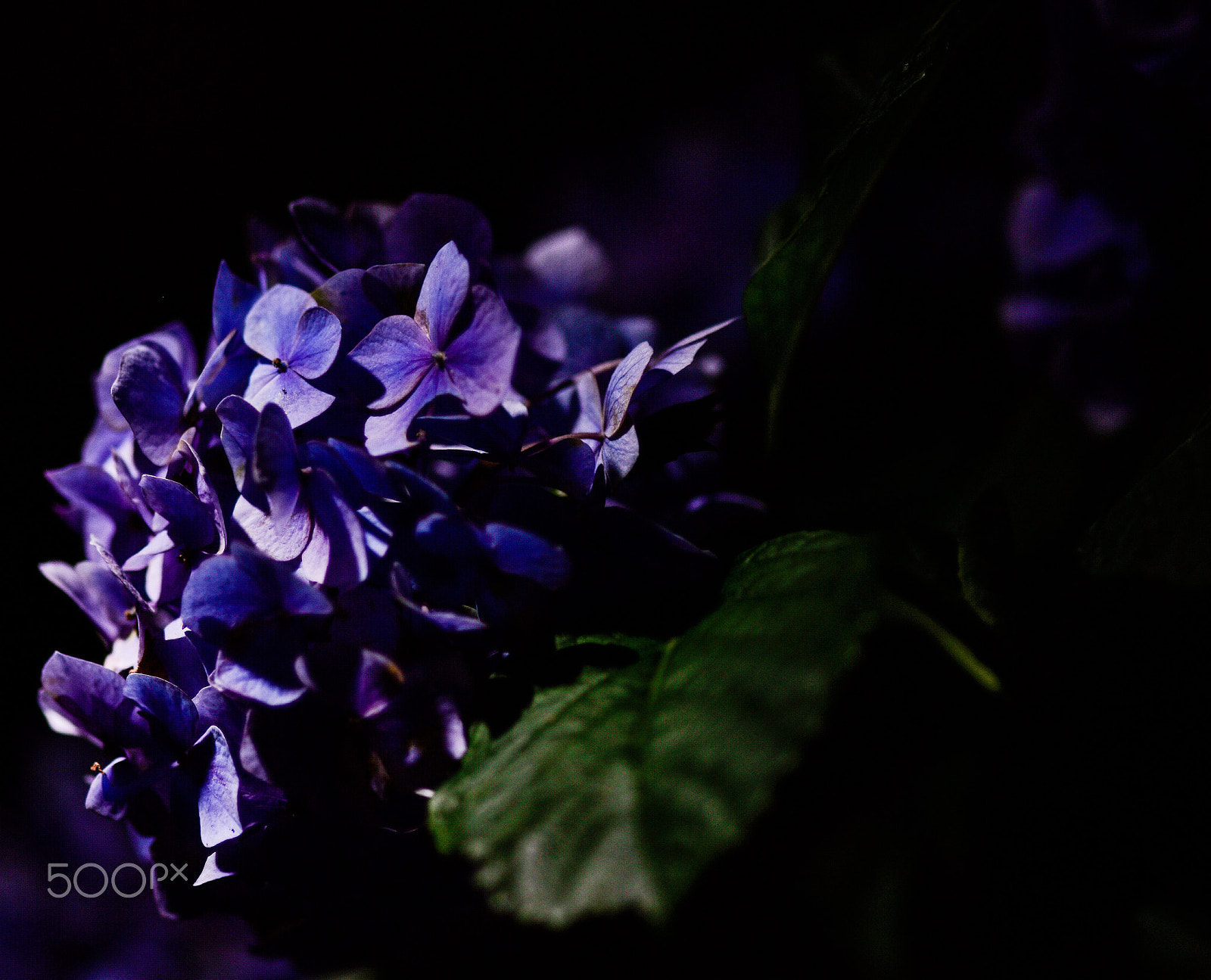 ZEISS Milvus 100mm F2 Macro sample photo. Hydrangea 〜night in mysterious flower〜 photography