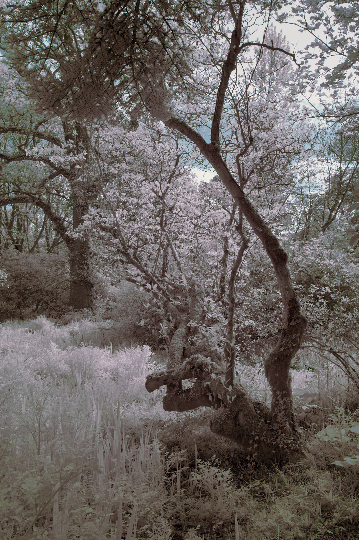 Nikon AF-S Nikkor 18-35mm F3.5-4.5G ED sample photo. Stunning infrared landscape image of forest with alternative col photography