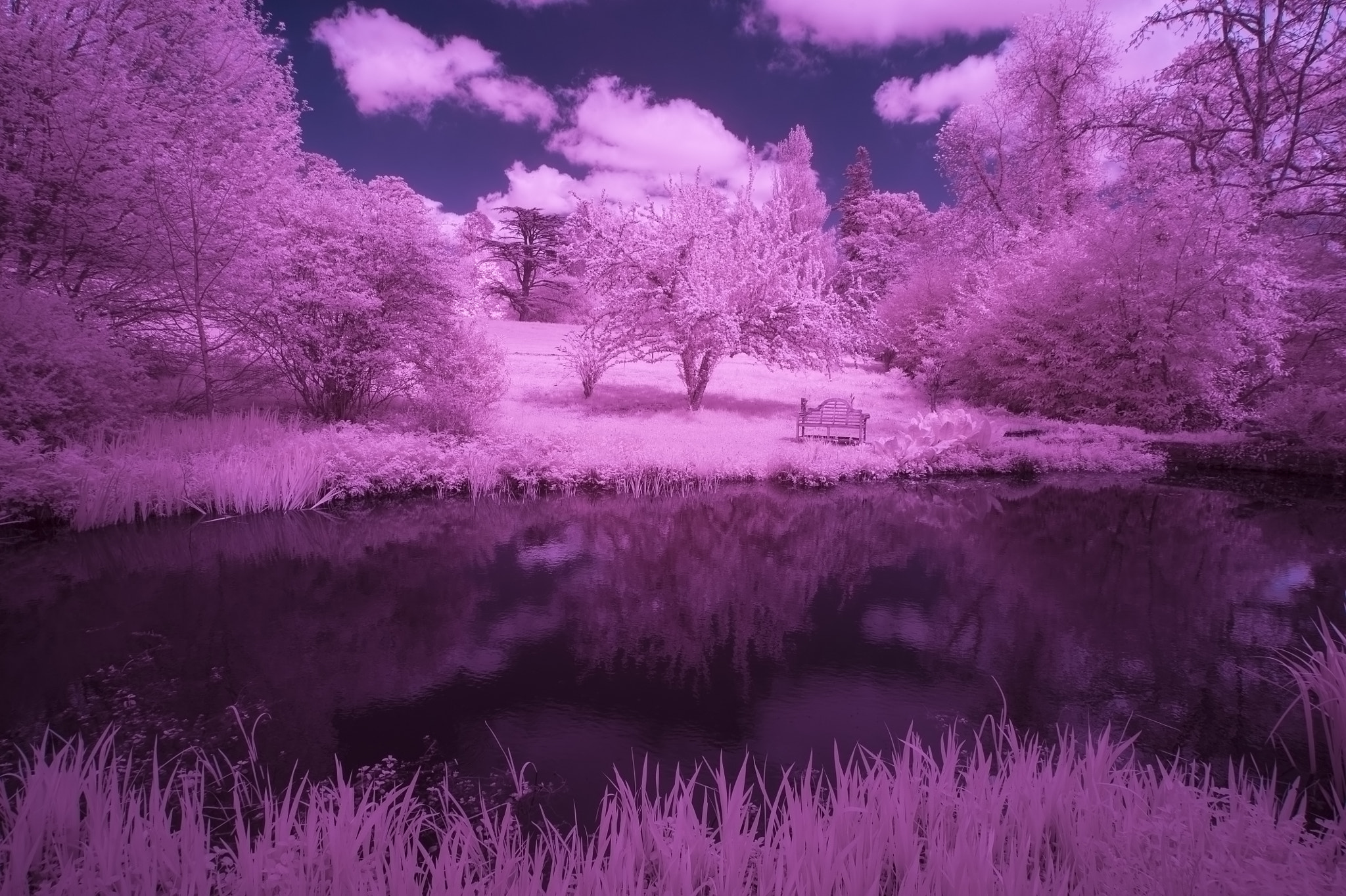 Nikon AF-S Nikkor 18-35mm F3.5-4.5G ED sample photo. Stunning infrared alternative color landscape image of trees ove photography